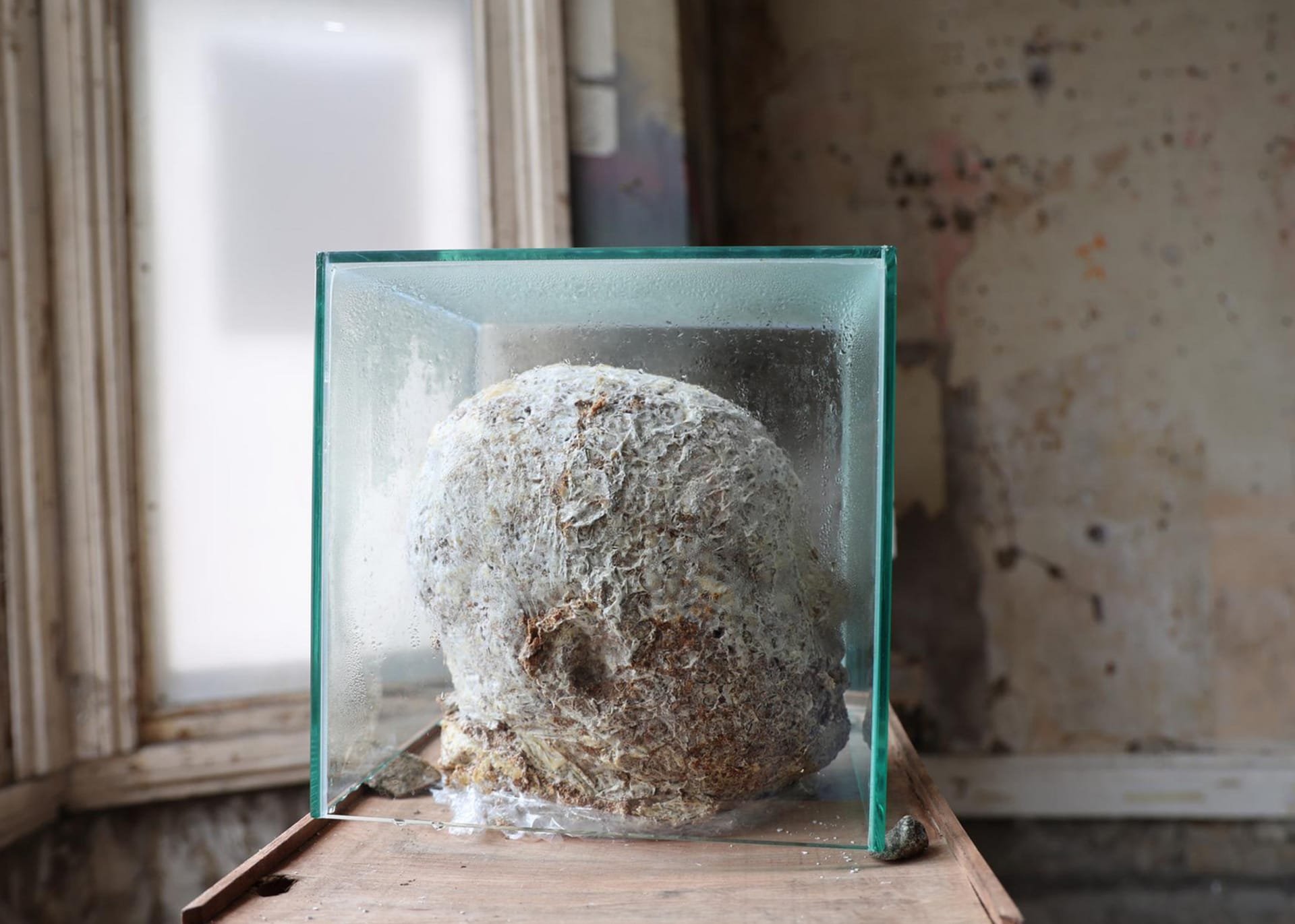 Side profile of a sculpture of the Artist's head cast from mycelium, encased in a glass box.