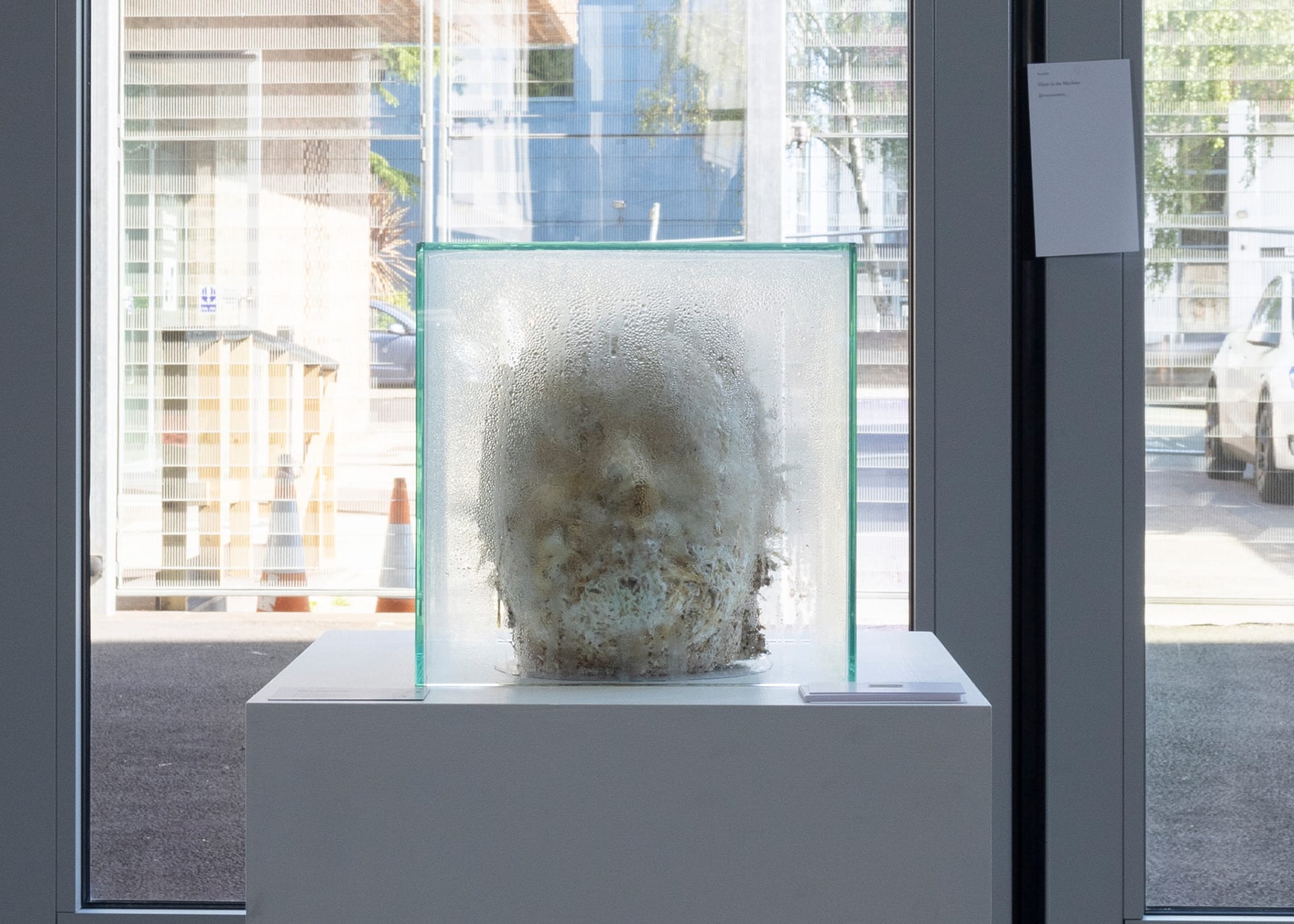 Mycelium head in glass box
