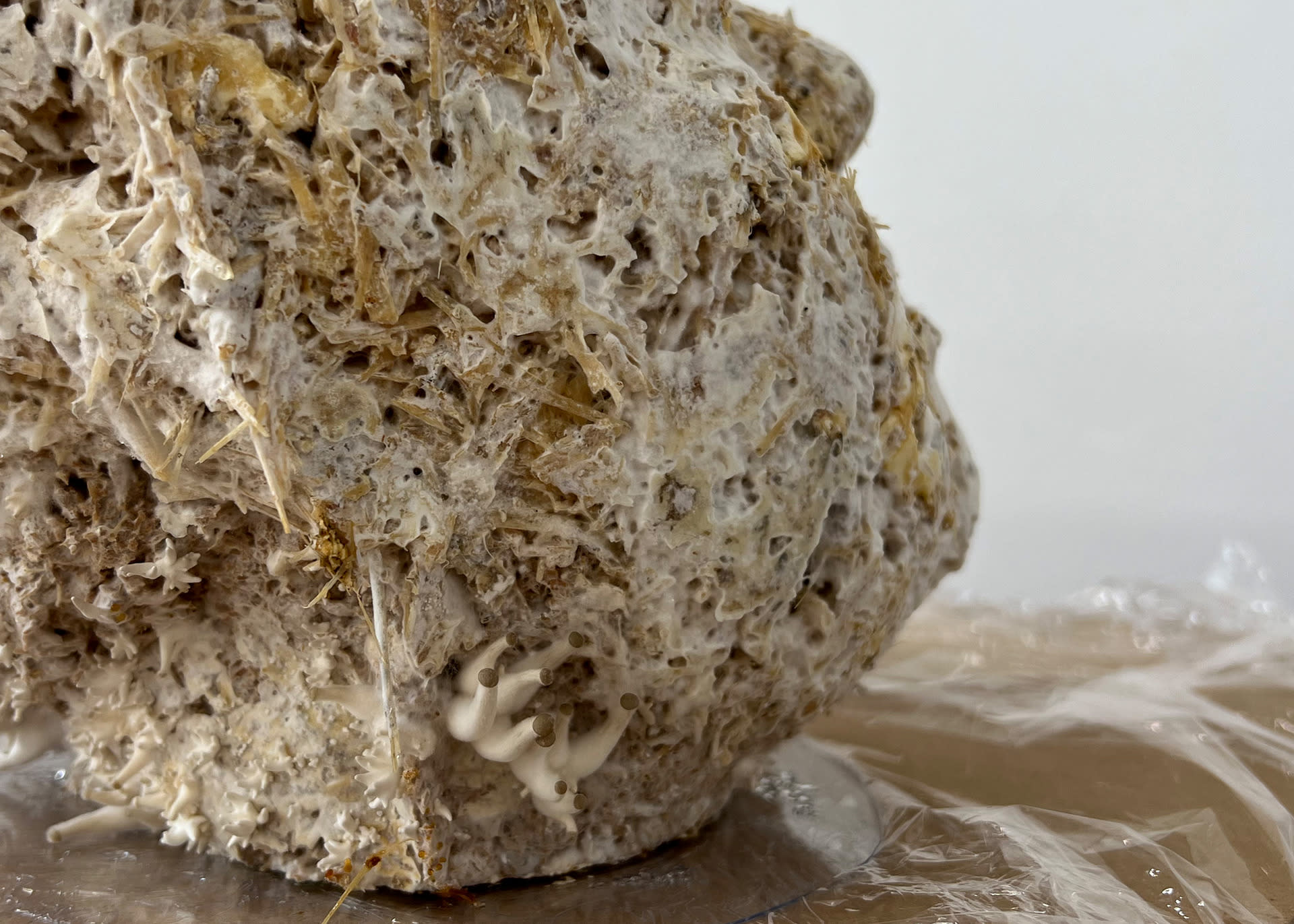 Mushroom fruiting from the neck of the sculpture.