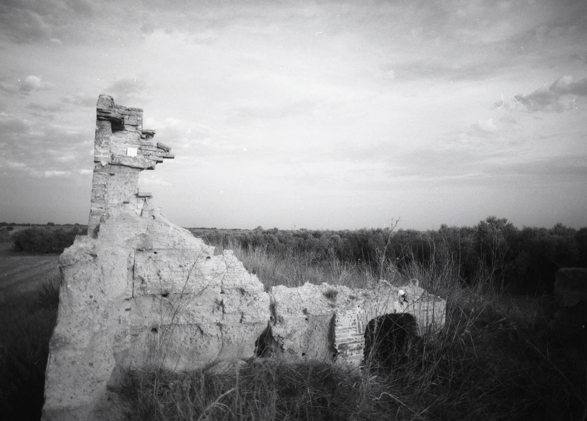 brick ruin surrounded by intensive olive monoculture. tile at the top of brick ruin structure