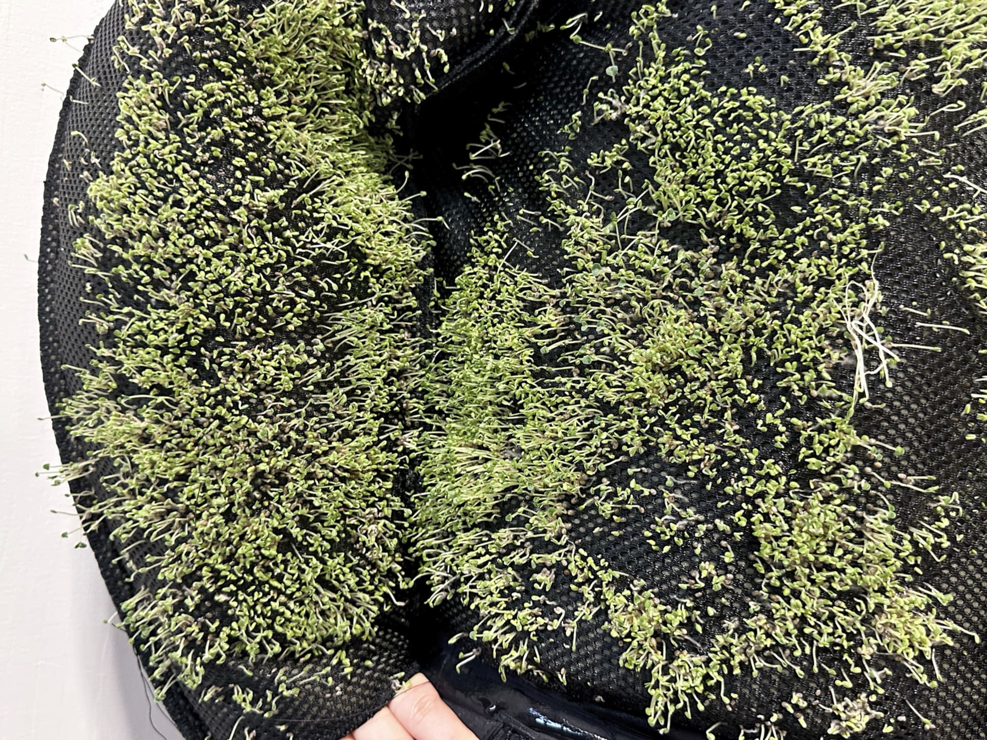 final product-bomber jacket planted with chia seeds