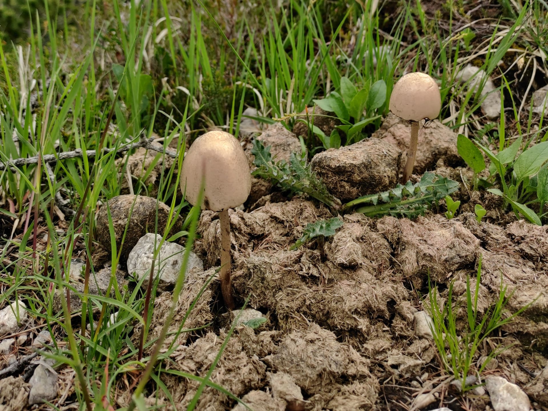 Mushroom For All, Hoxton Community Garden, media item 1