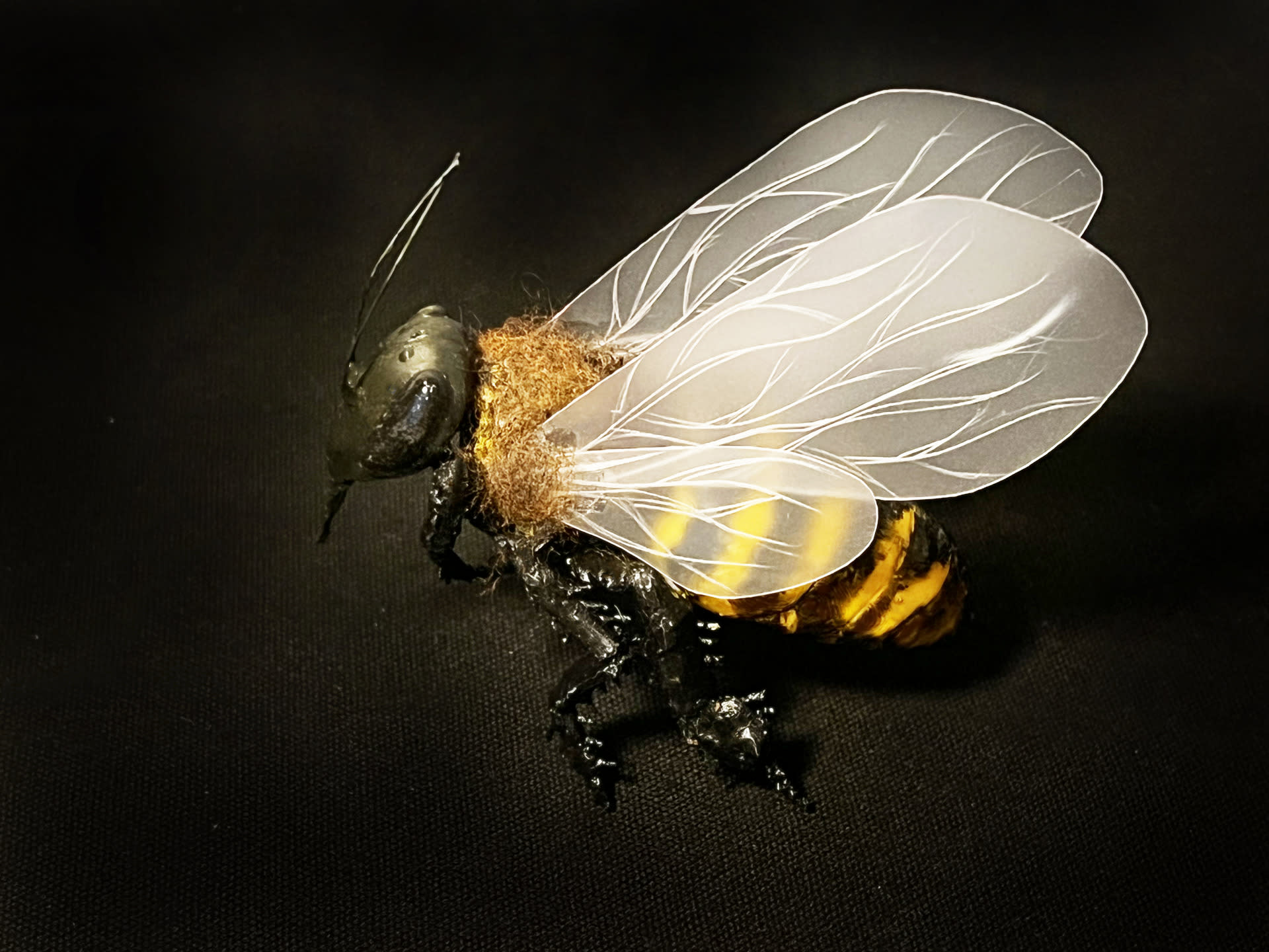 Genetically Modified Bee for Forest