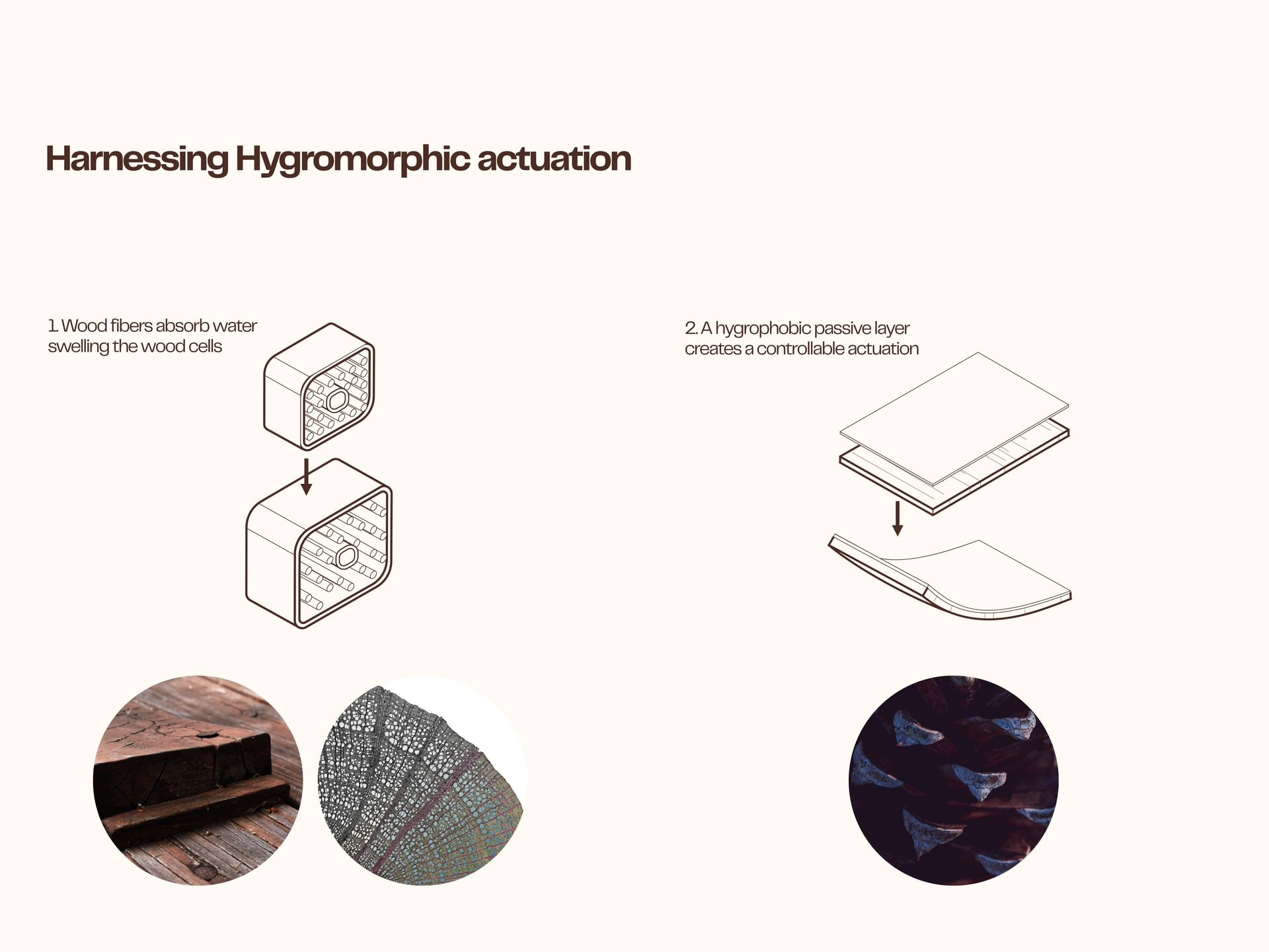 How hygromorphic actuation works