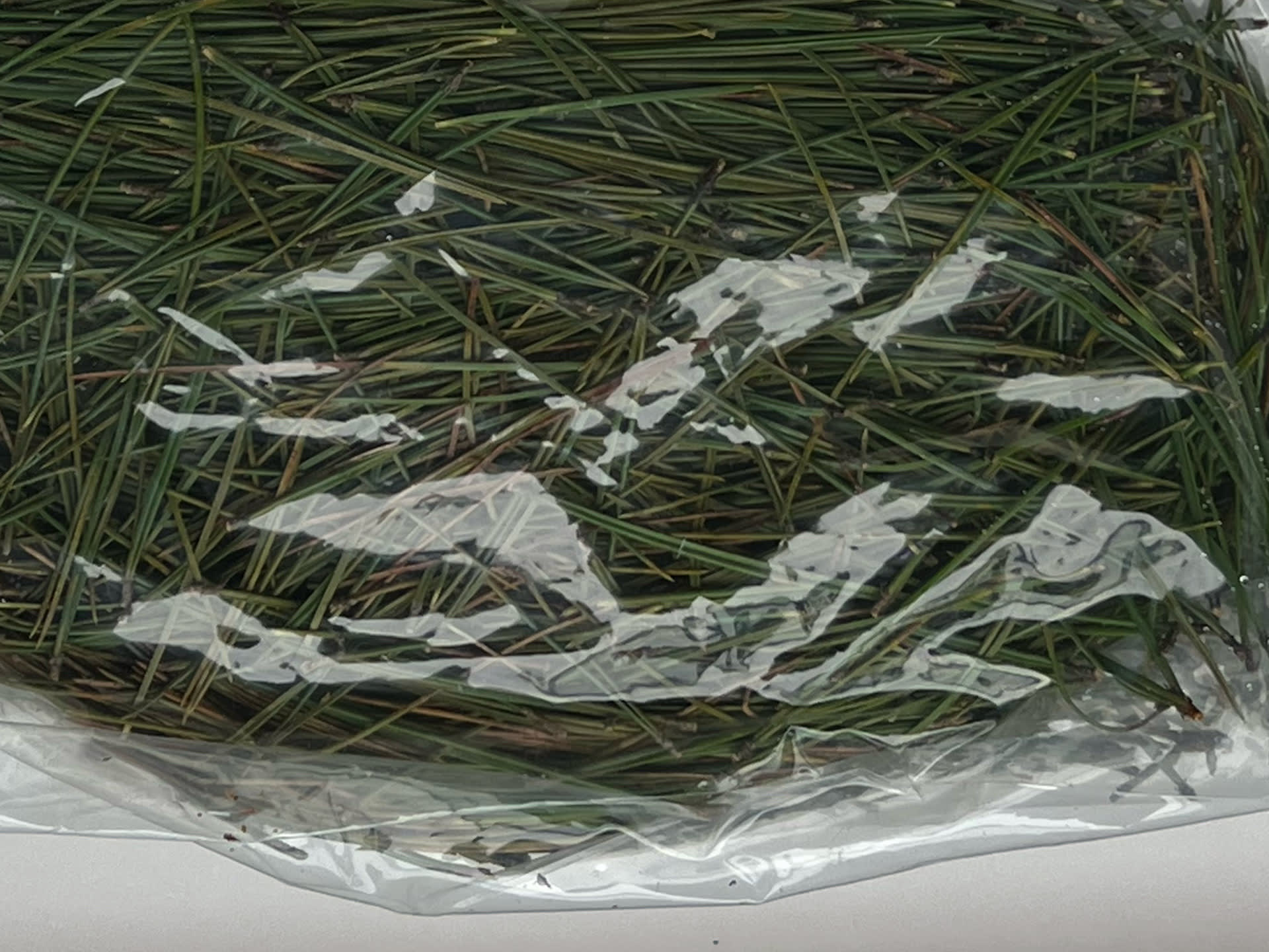 sample of pine needles