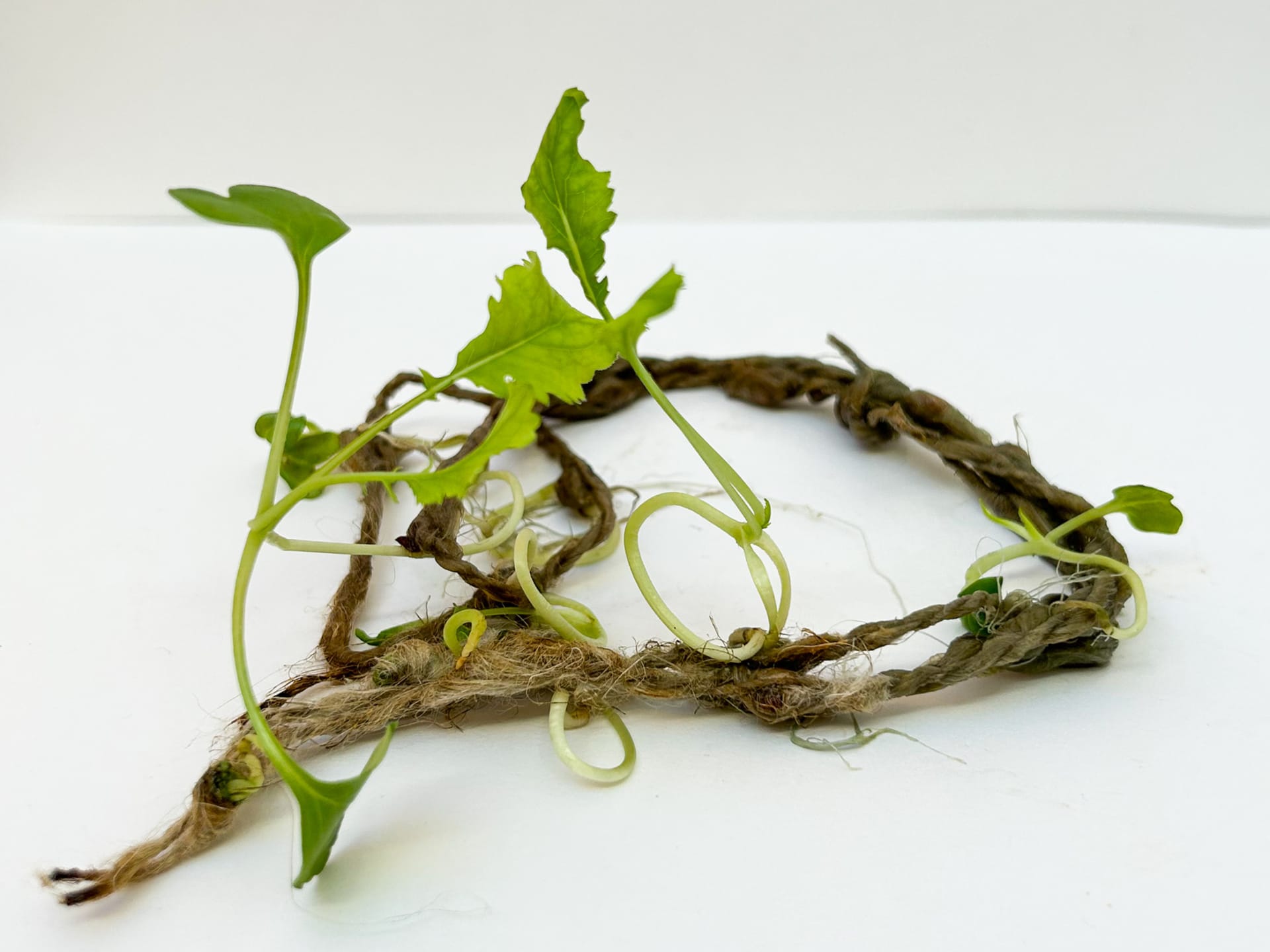 a small amount of flax yarn placed in the centre of a plain background with mustard leaf growing out of it in random directions