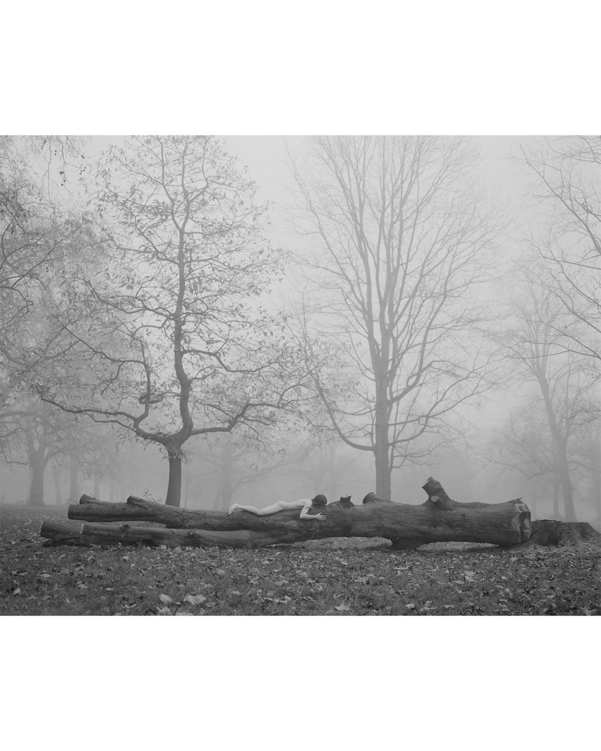 Lay on A Wood in Hyde Park ↑