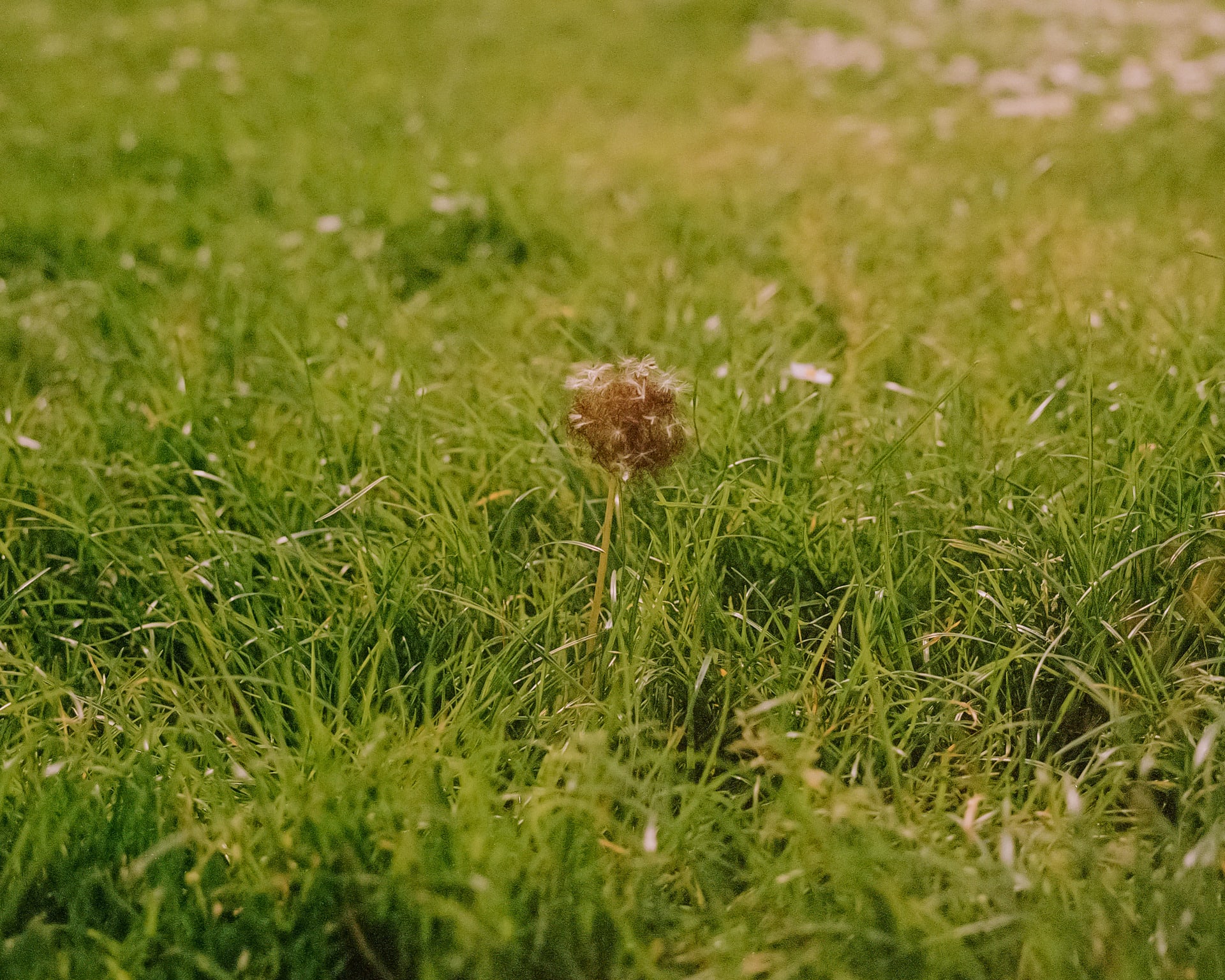A dandelion made of hair is in the middle of the grass.