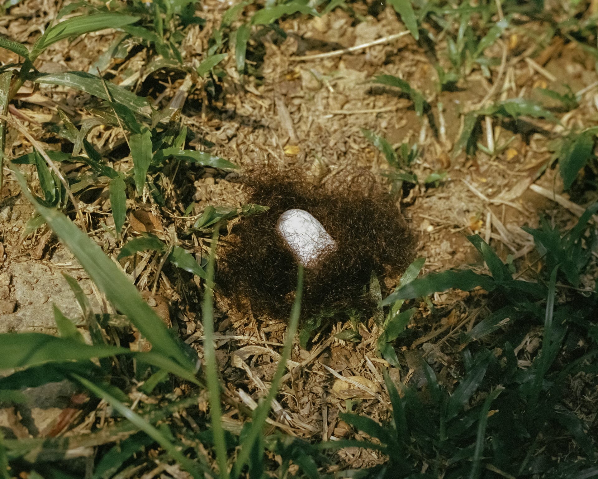 A bird's nest made of hair with a white stone in the middle.
