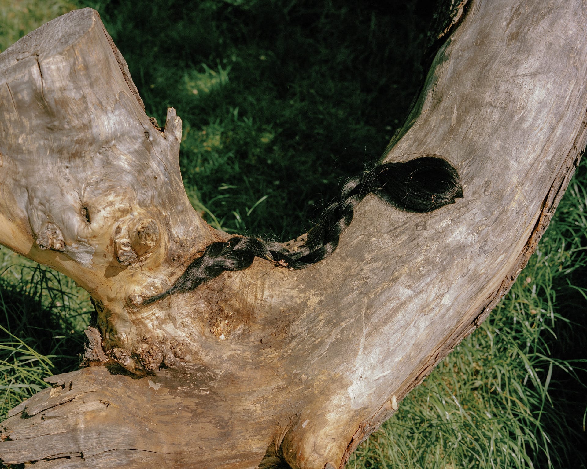 A snake made of hair lay on a branch.