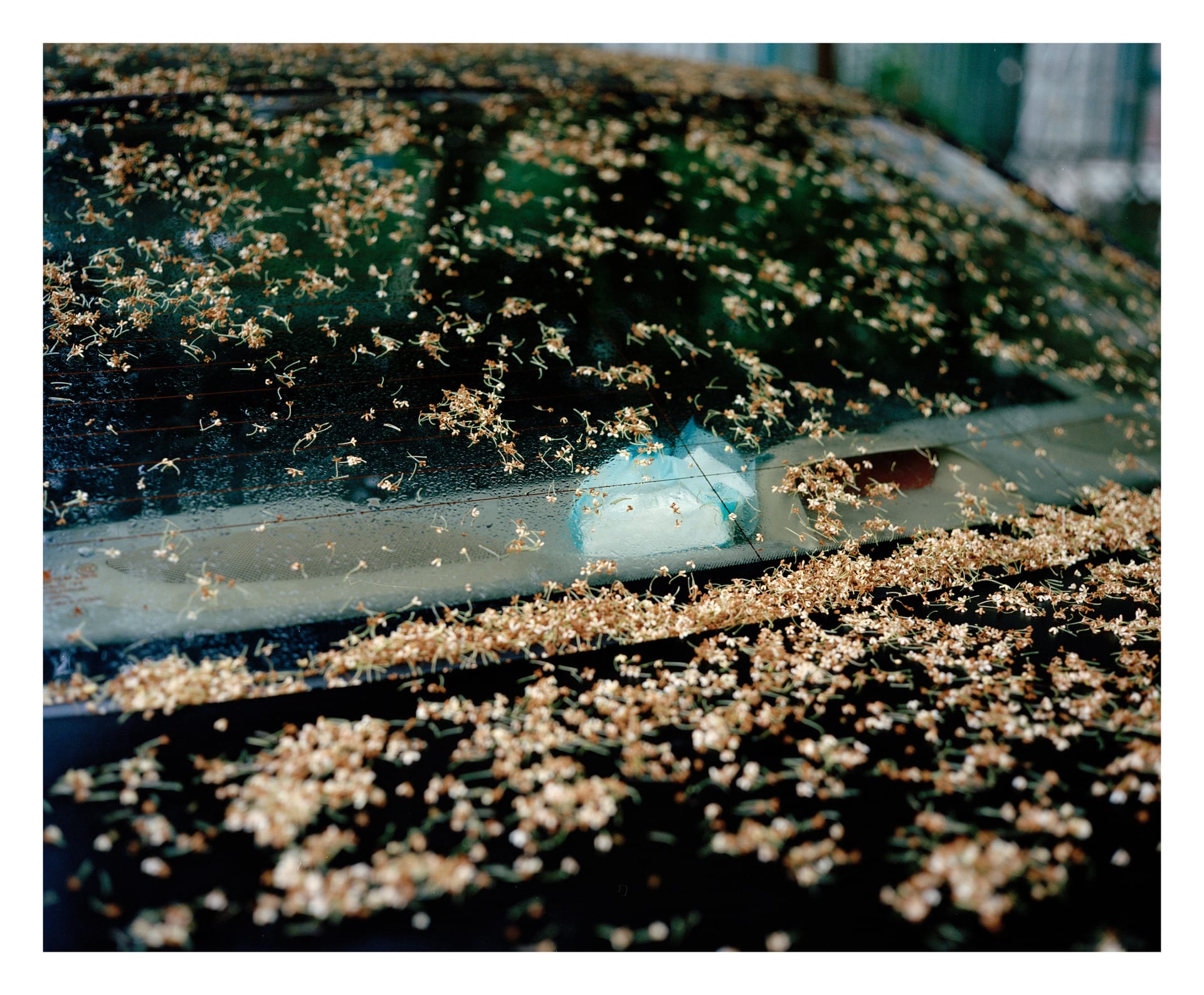 The car under the Osmanthus tree, 2021