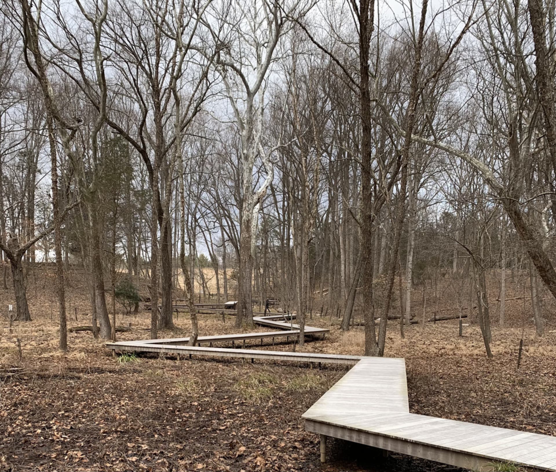 Pathway through the woods.