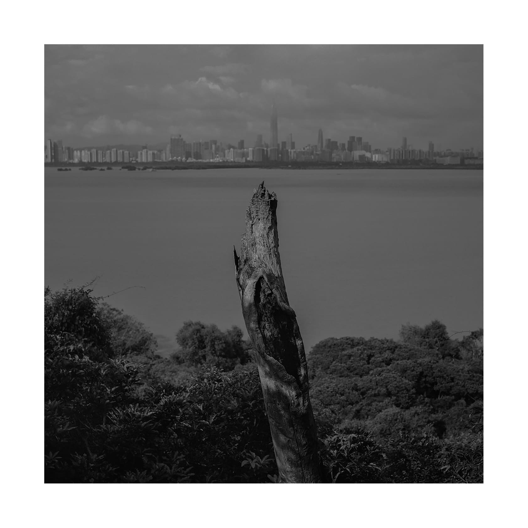 Dead tree beside Hong Kong wetland, 2020