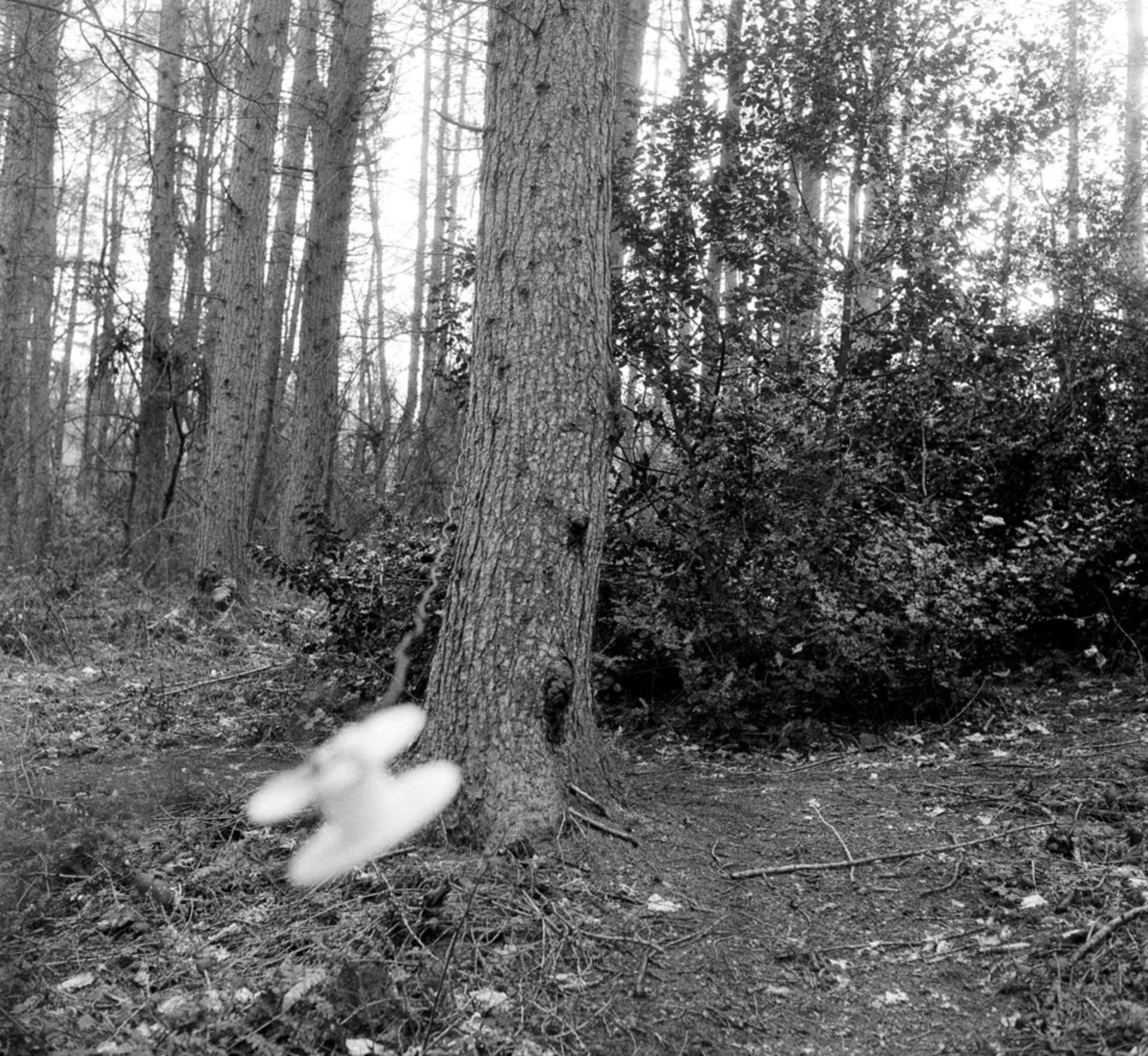 Black and white image focused on one tree in a forest, from the camera to beyond the tree there runs a cable release shutter.