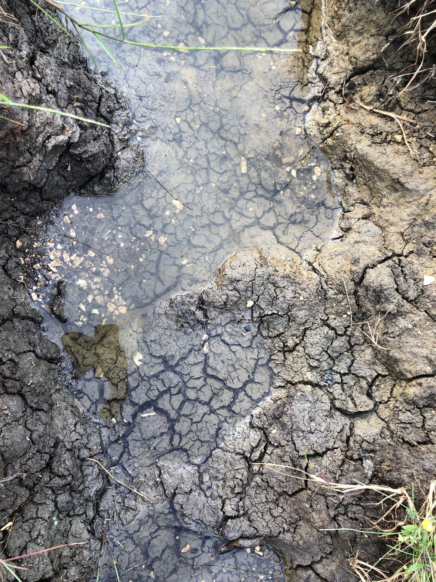 A photograph of water contained in a basin of dry and cracked earth.