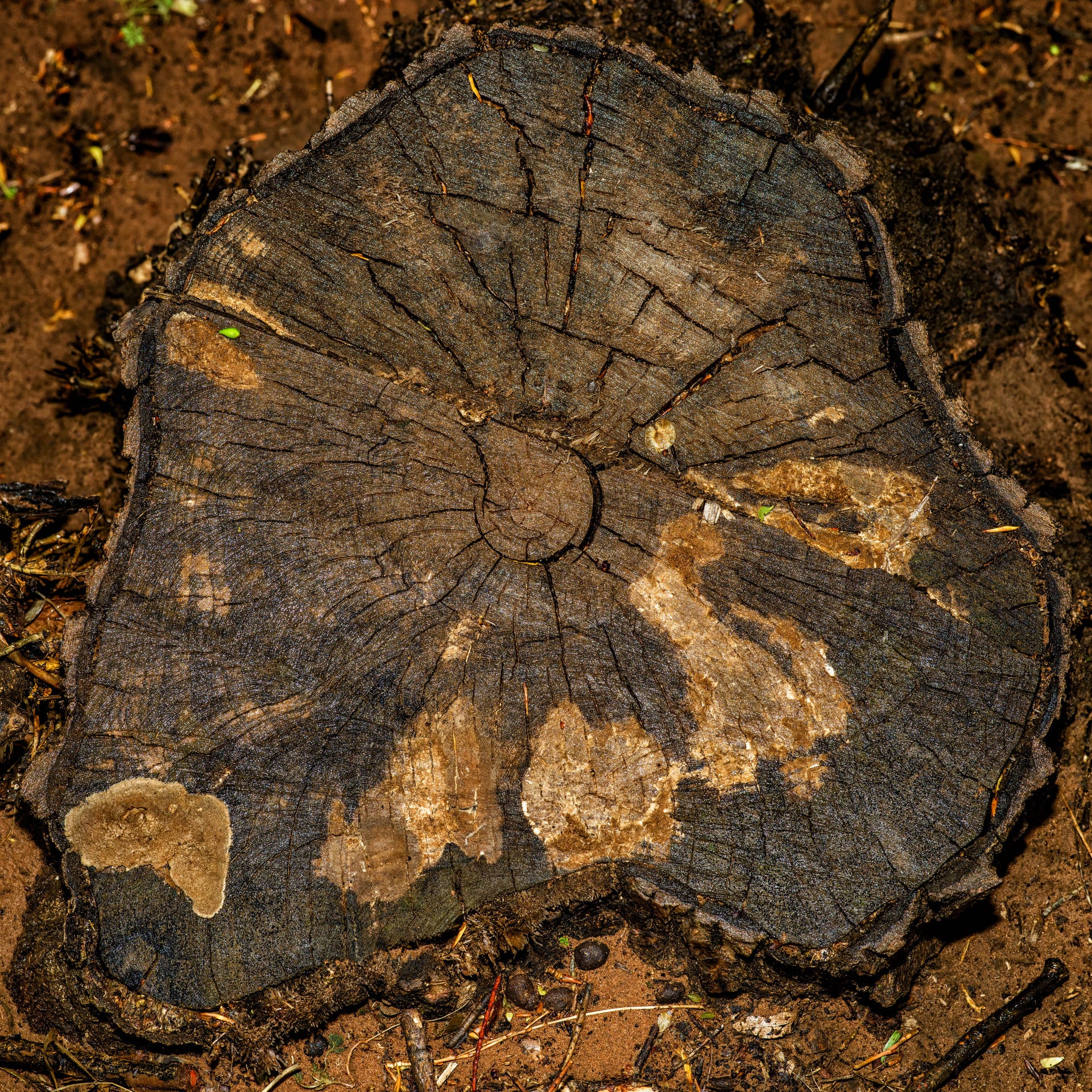 Basic Form (Trees 3-3, Pine Stump)  