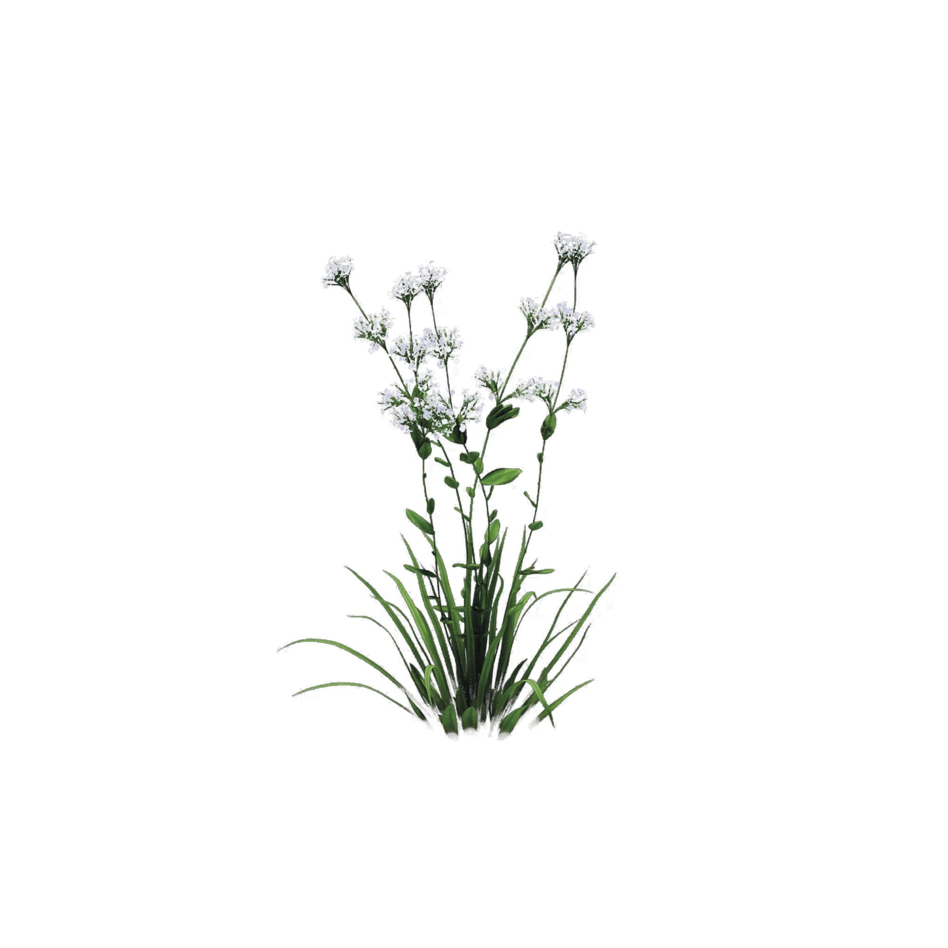 3D reconstruction of Lepidium Obtusatum