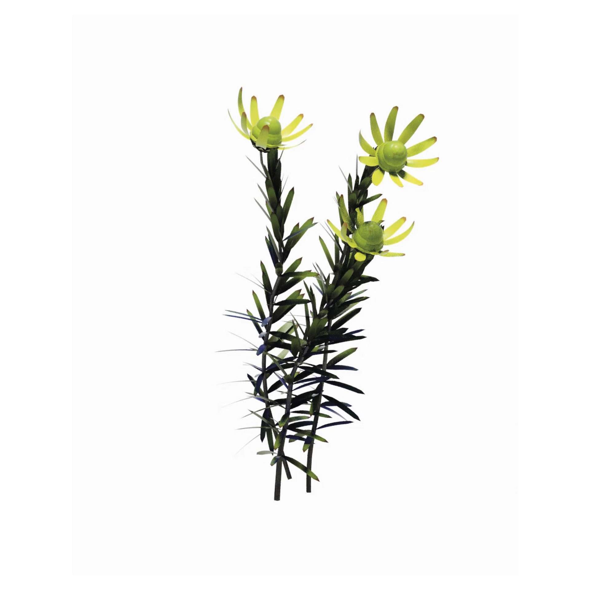 3D reconstruction of Leucadendron Spirale