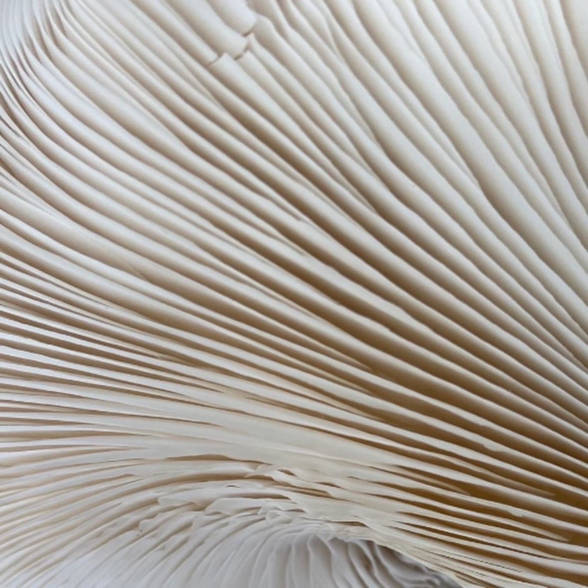 An image of the structure of the mushrooms before casting.