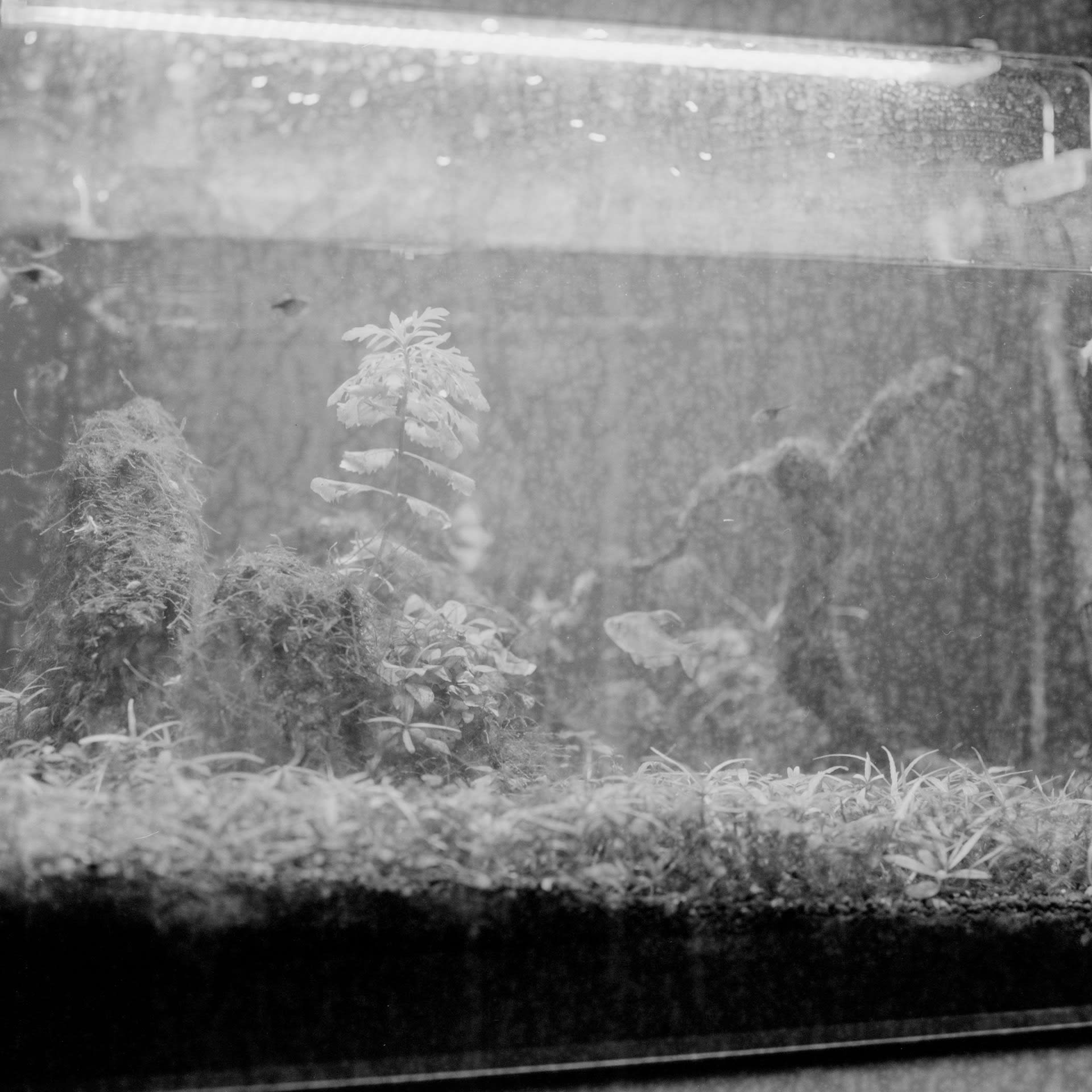 Leaving a Fish Tank (2020-Ongoing), Archival inkjet print