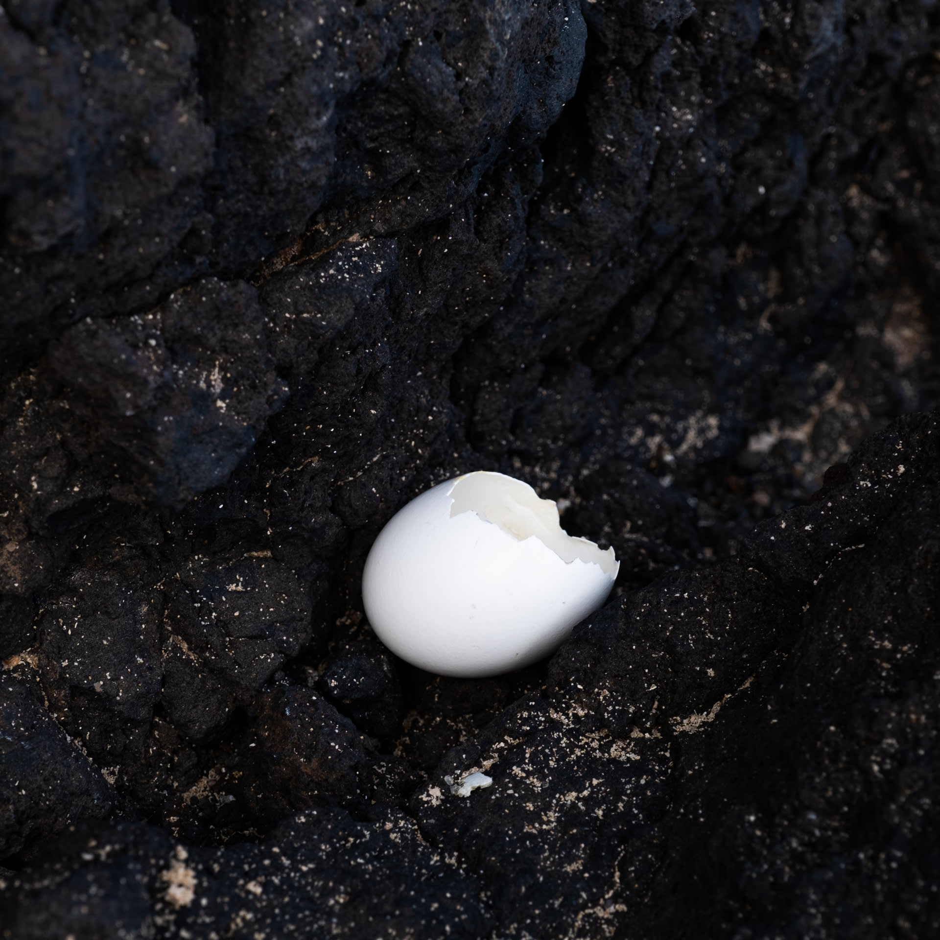 Amma's second union with earth was successful-Image: 'Amma's egg' from the series 'Sirius'