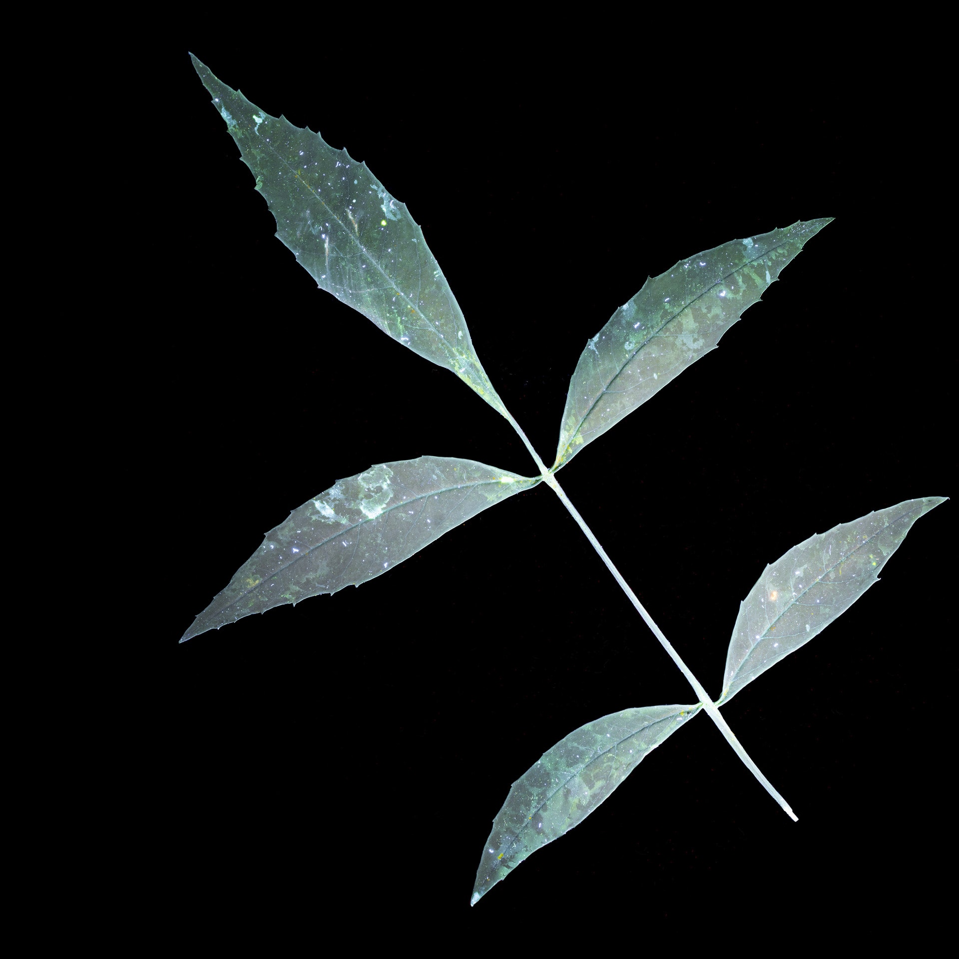 A leaf taken using ultraviolet-induced visible fluorescences. In green with shades of green, on a black background.