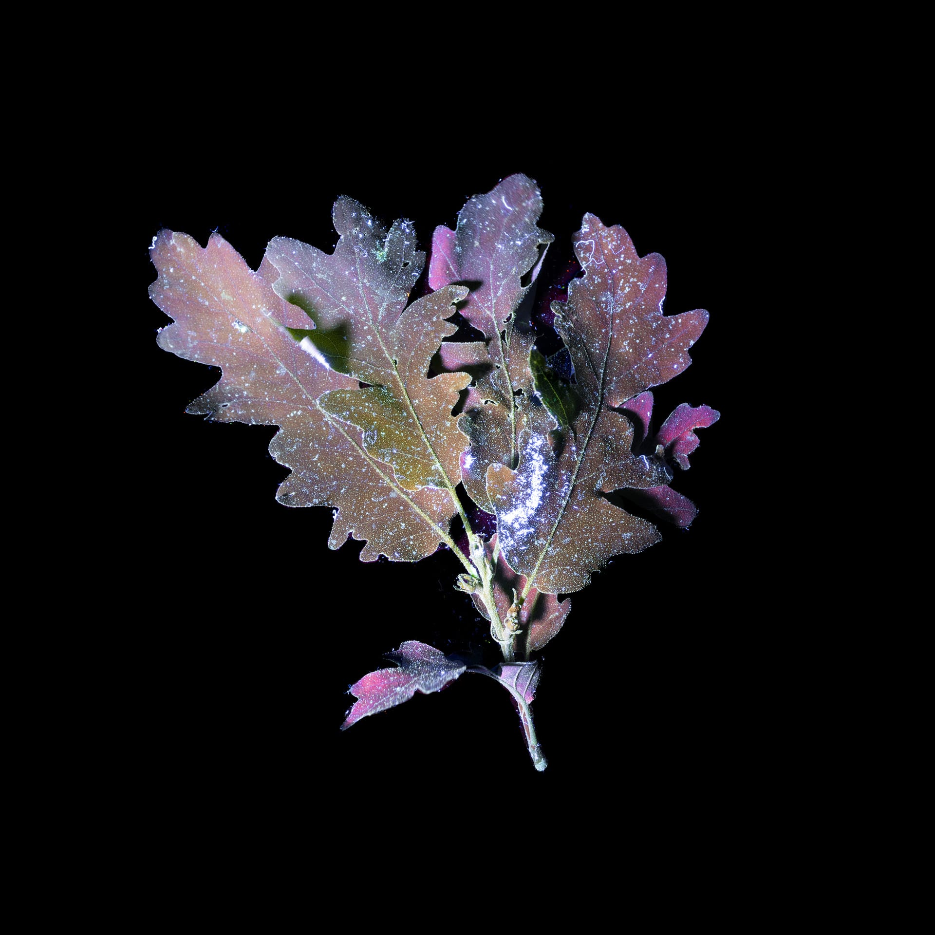 A leaf taken using ultraviolet-induced visible fluorescences. In green and pink with blue dust, on a black background.