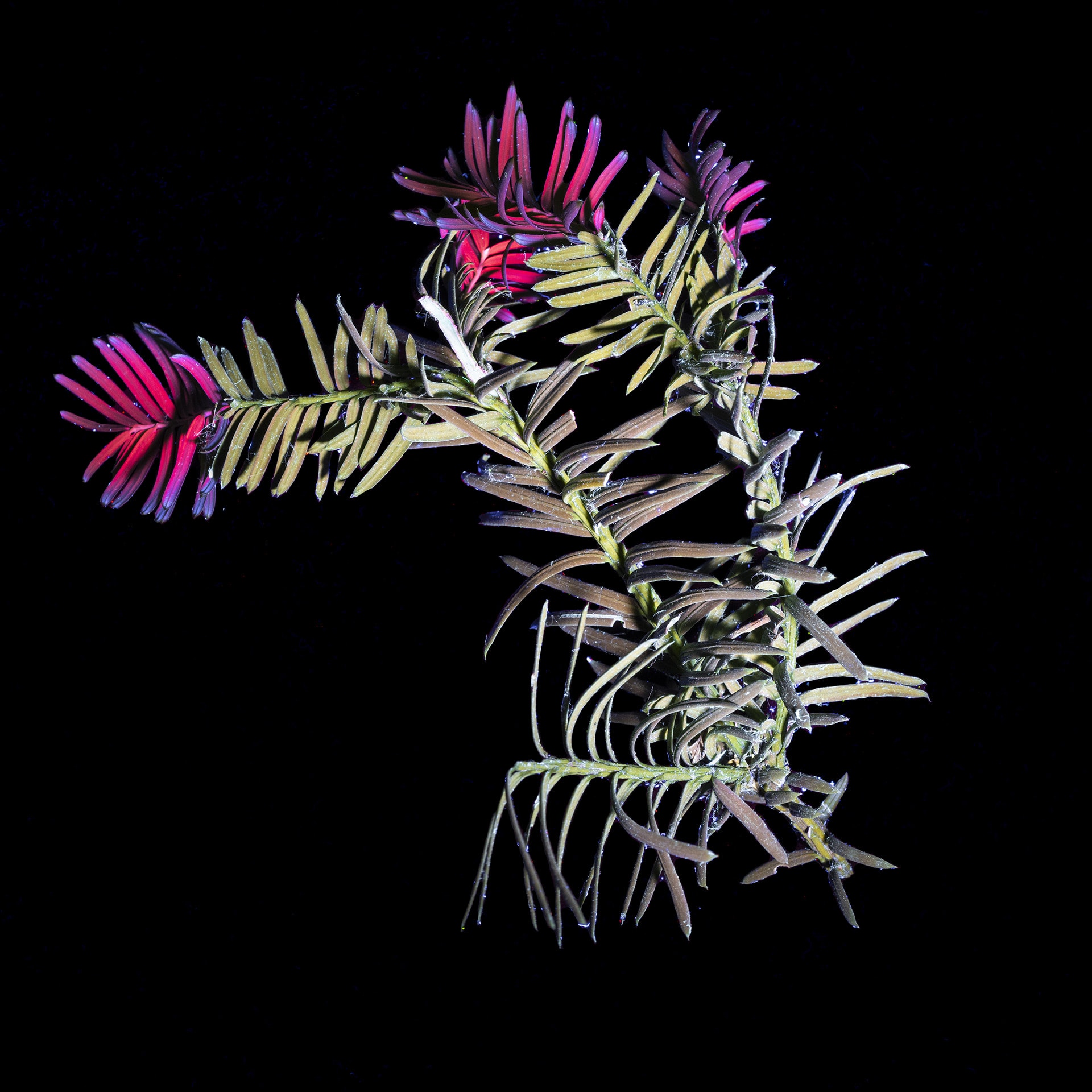 A yew leaf taken using ultraviolet-induced visible fluorescences. In green and pink and purple new growth, on a black background