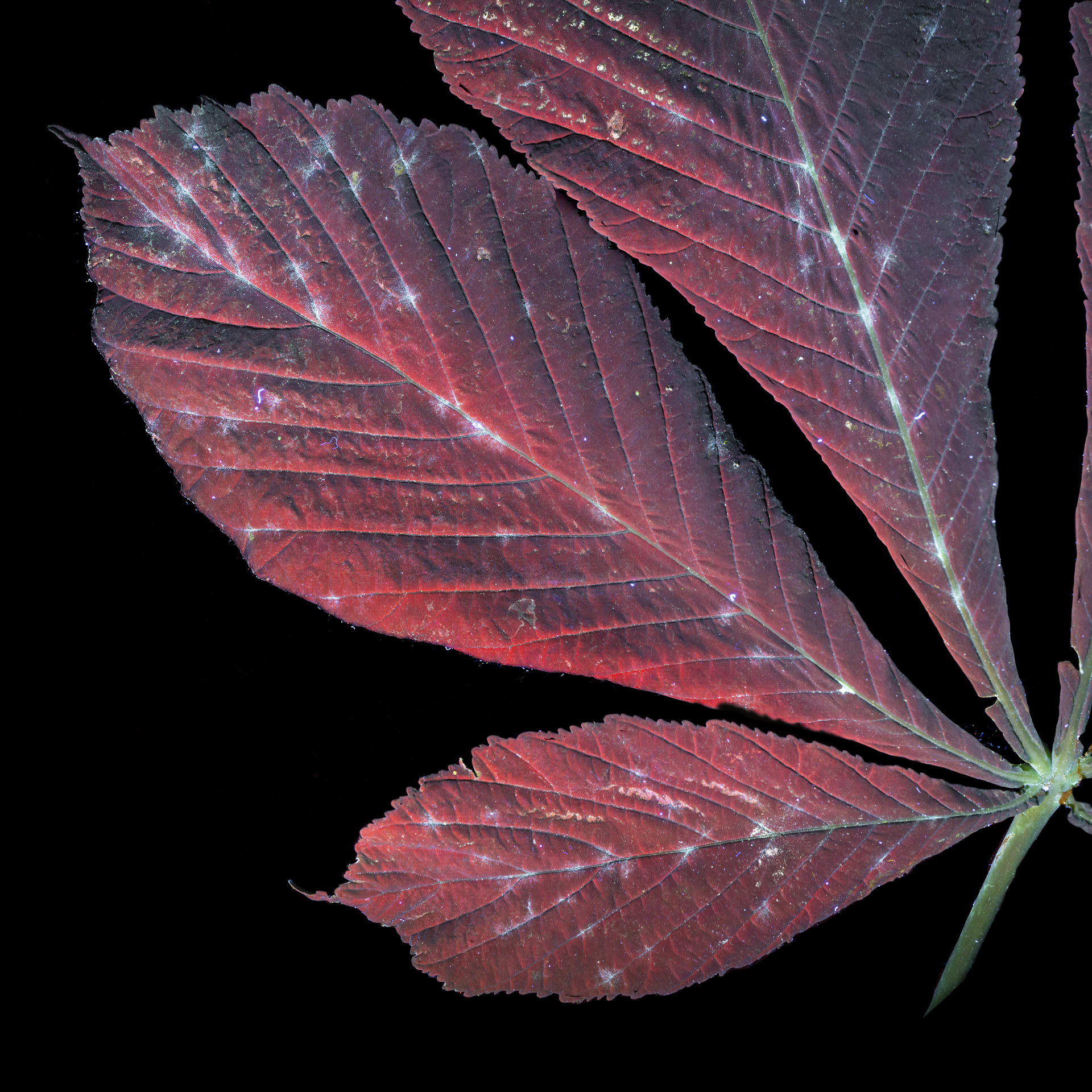 A leaf taken using ultraviolet-induced visible fluorescences. In red with a green veins, on a black background.