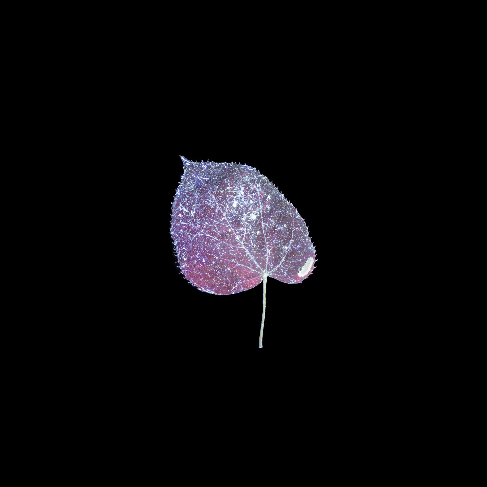 A leaf taken using ultraviolet-induced visible fluorescences. In blue and pink with a green caterpillar, on a black background.