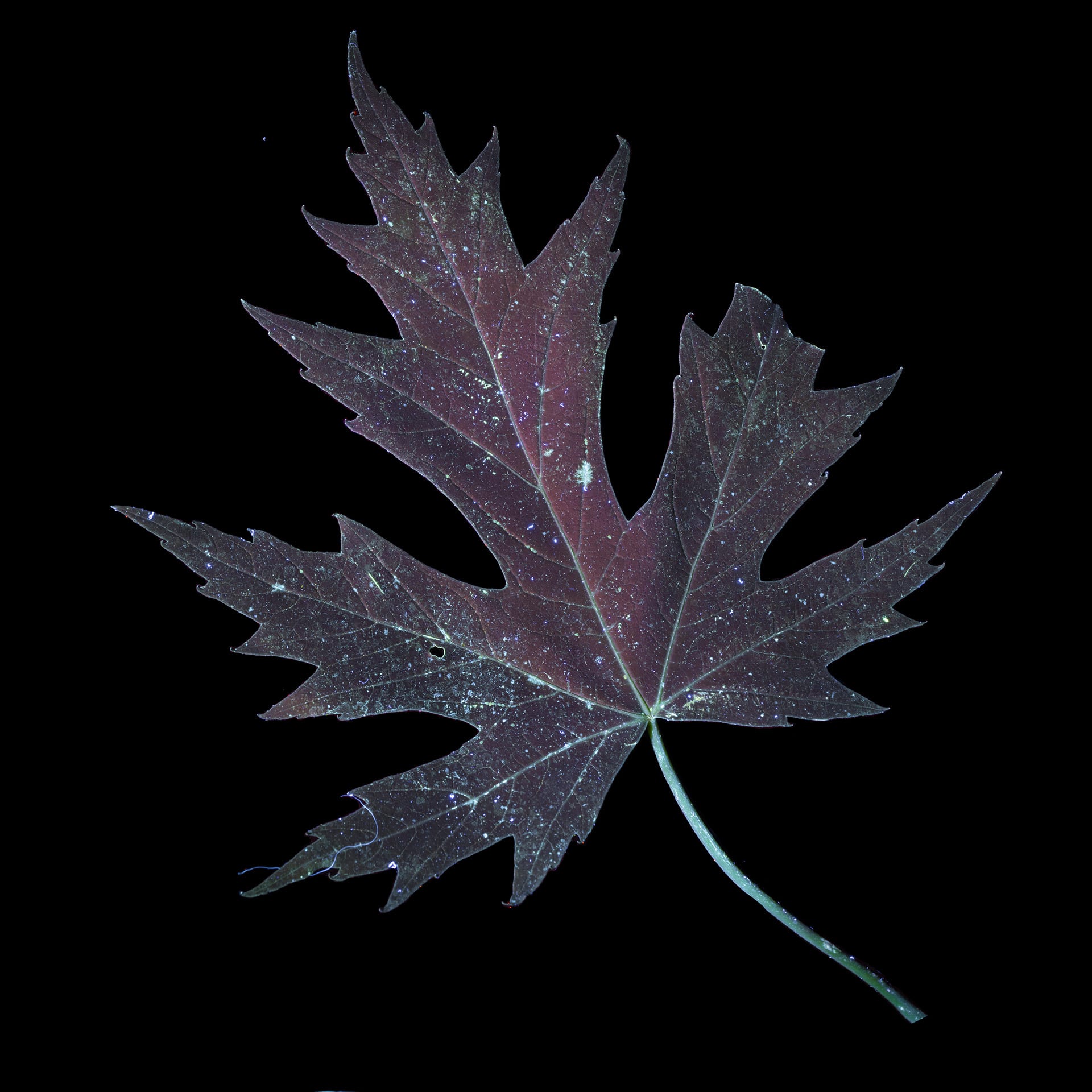 A leaf taken using ultraviolet-induced visible fluorescences. In dark purple with blue veins, on a black background.