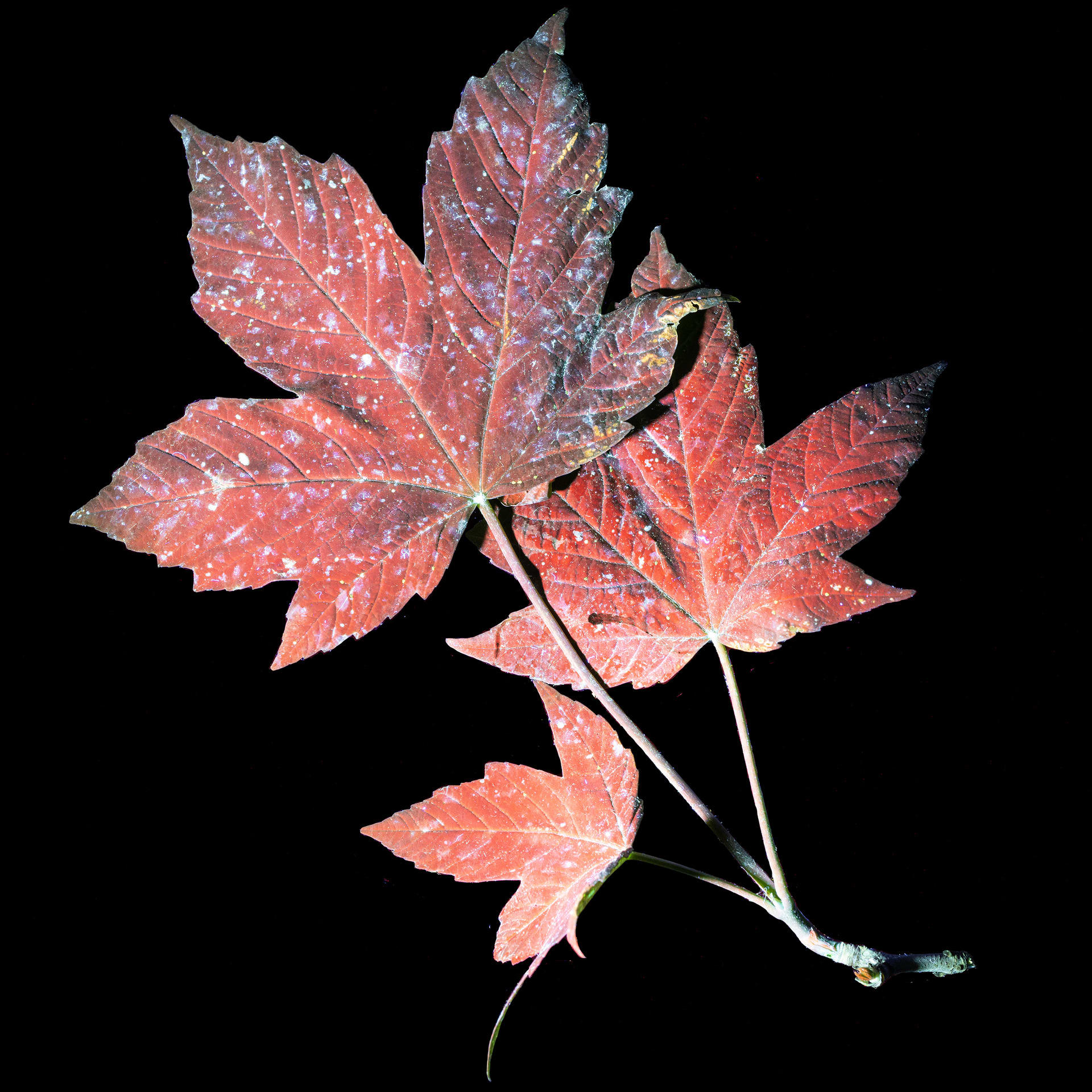 A leaf taken using ultraviolet-induced visible fluorescences. In red with blue splotches, on a black background.