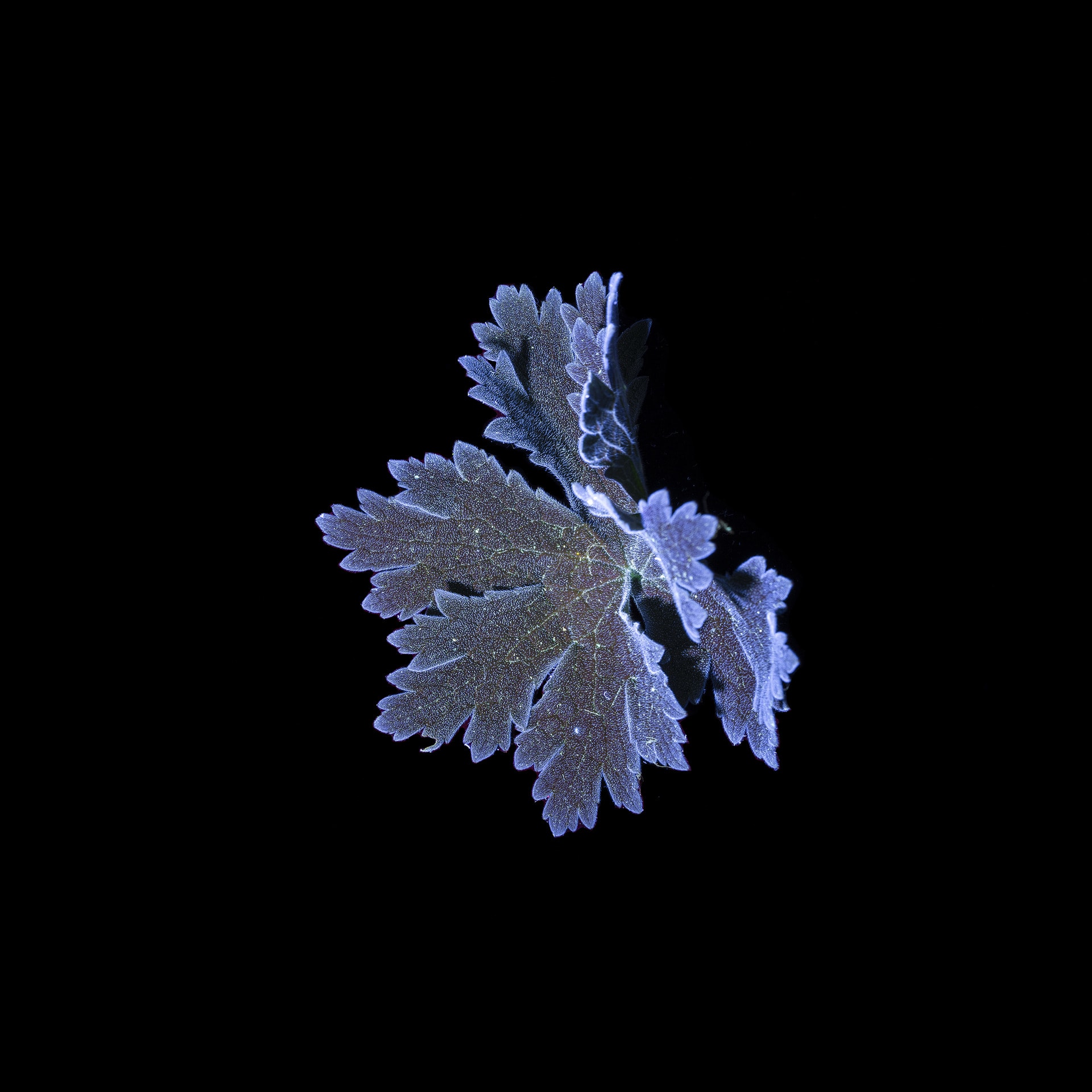 A leaf taken using ultraviolet-induced visible fluorescences. With blue tips and fibres , on a black background.