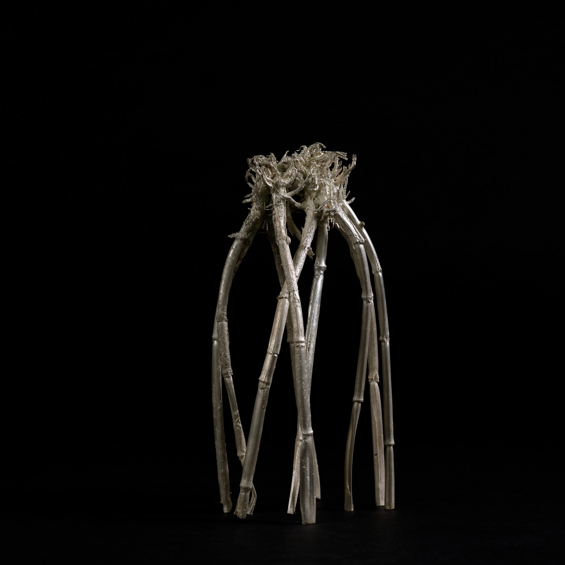 a silver wheat stem root system on a black background