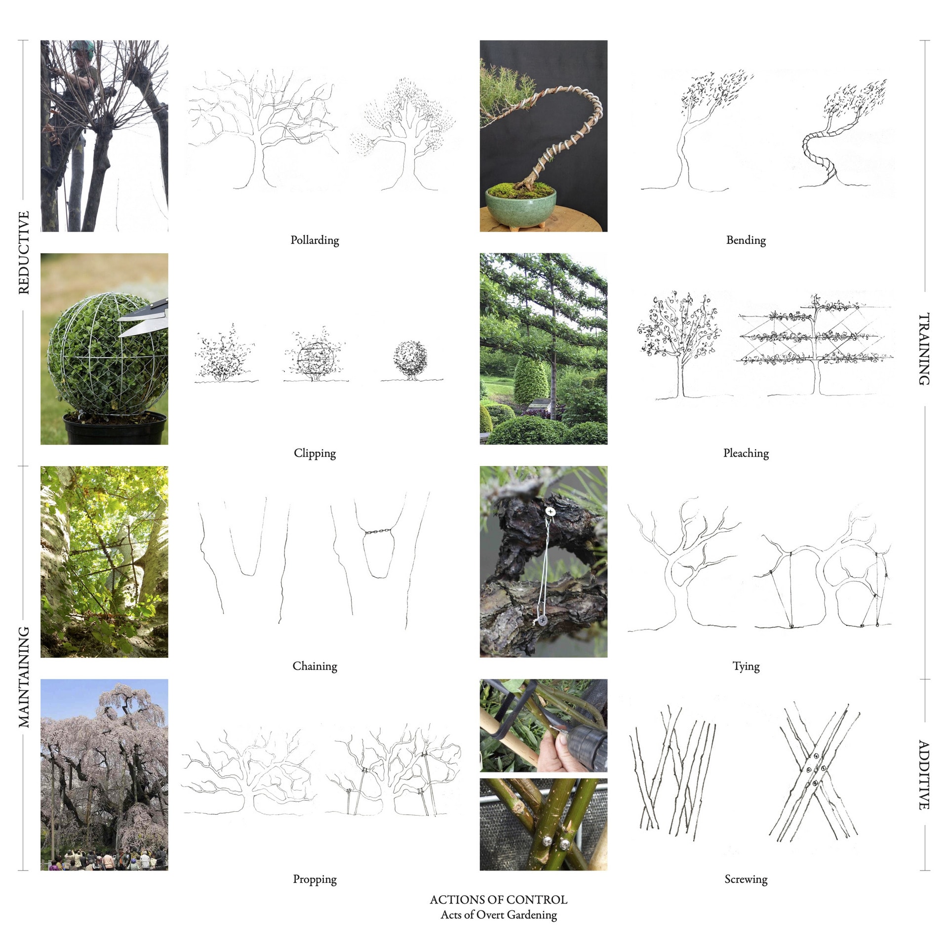 A selection of drawings and images depicting different methods of controlling plants. Reductive, Maintaining, Training, Additive