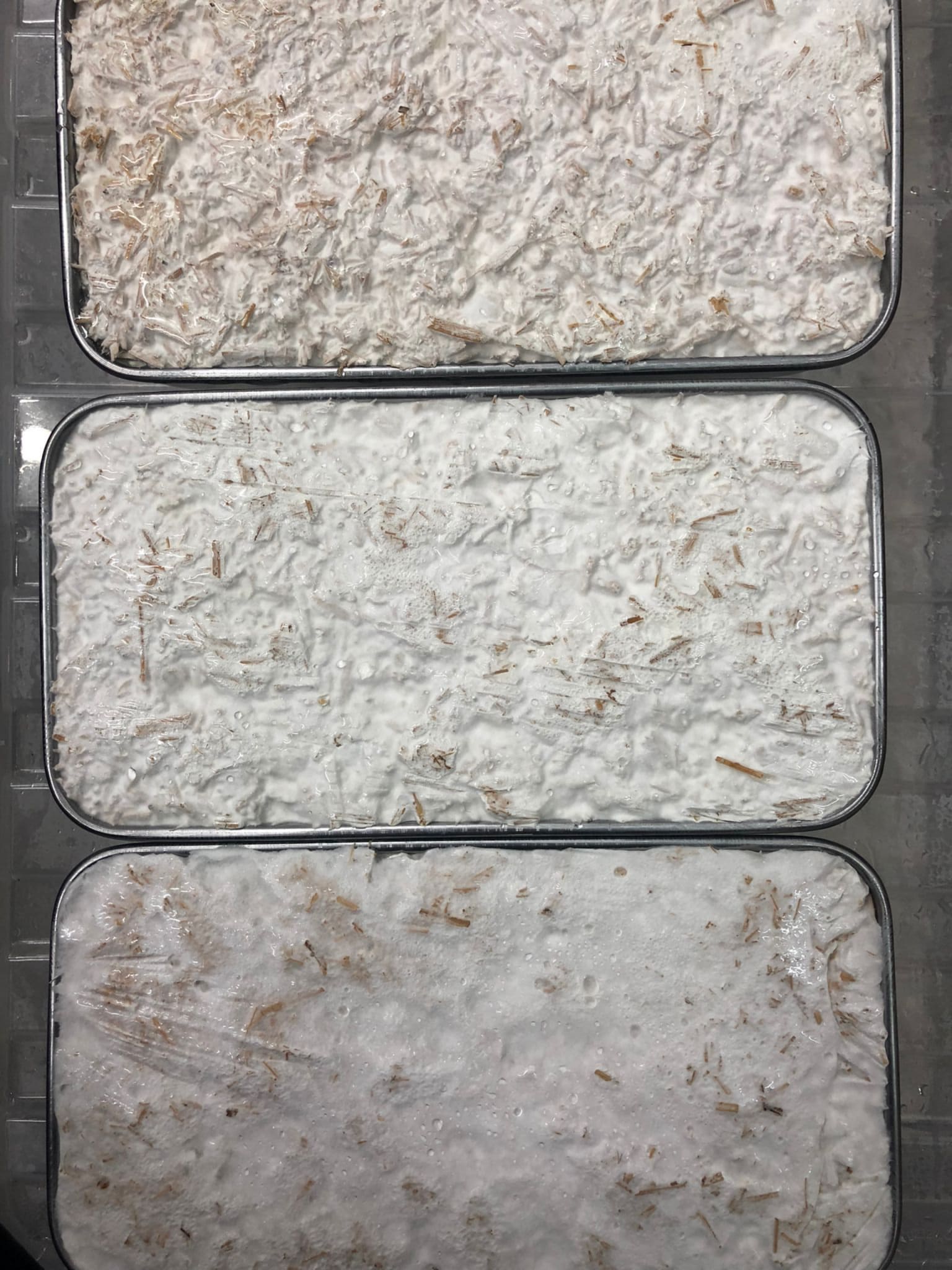 Mycelial composites in their molds during growth process