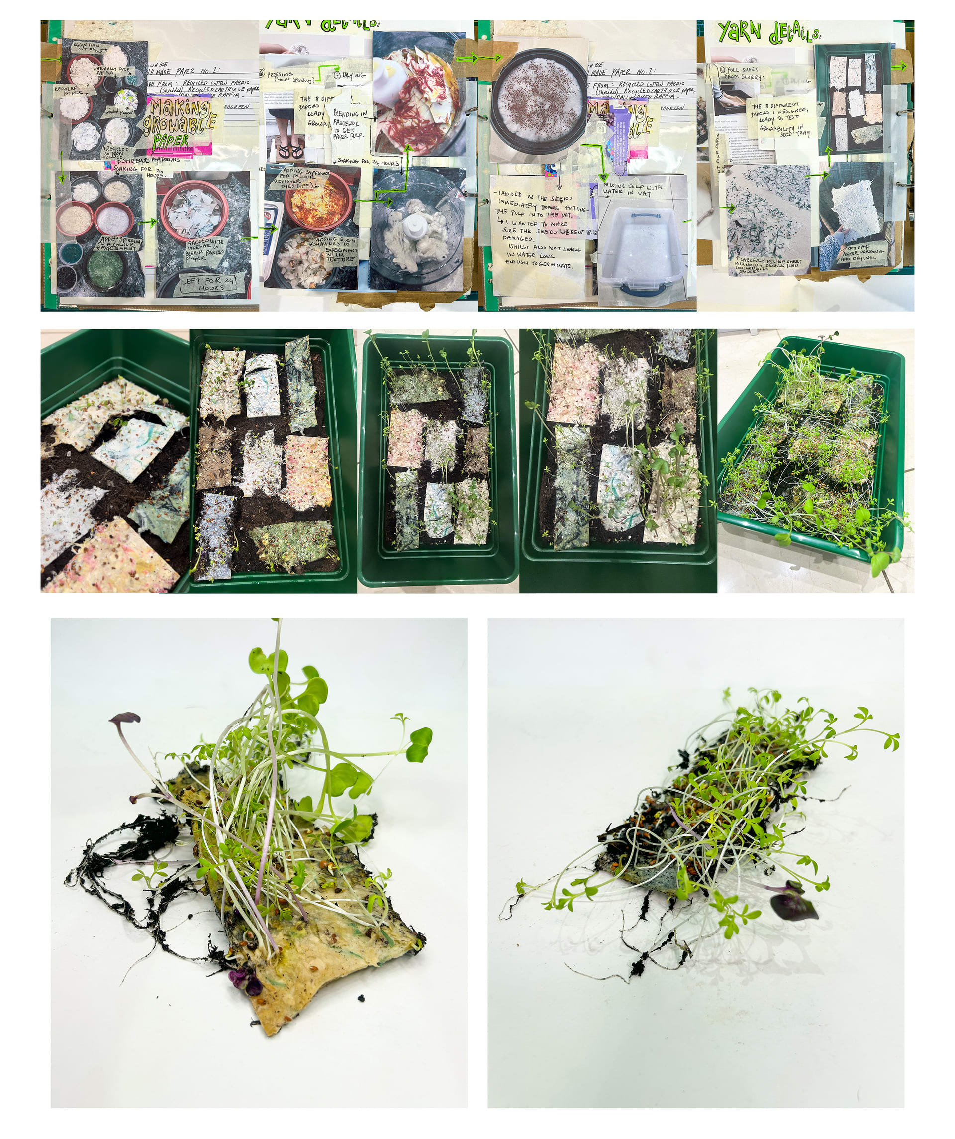 top row: paper making progress; middle row: progress of paper growing; bottom row: two samples of fully grown paper