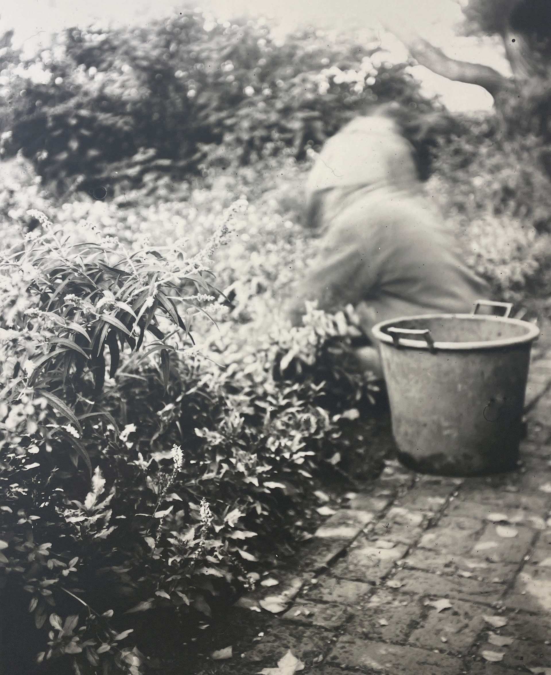 black and white blurred image of a gardener crouching in a plant border with a bucket of weeds next to her 