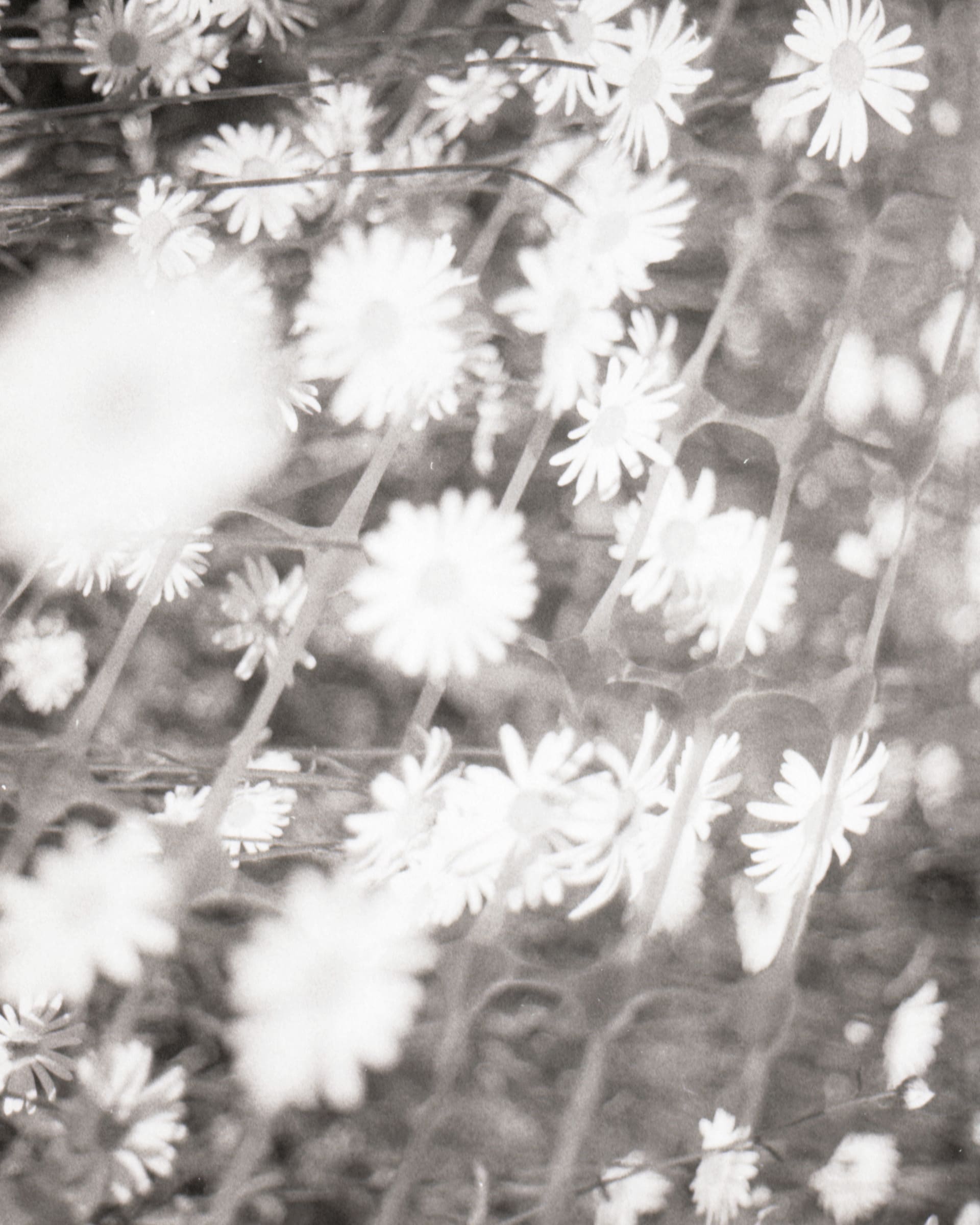 flowers through plastic fence