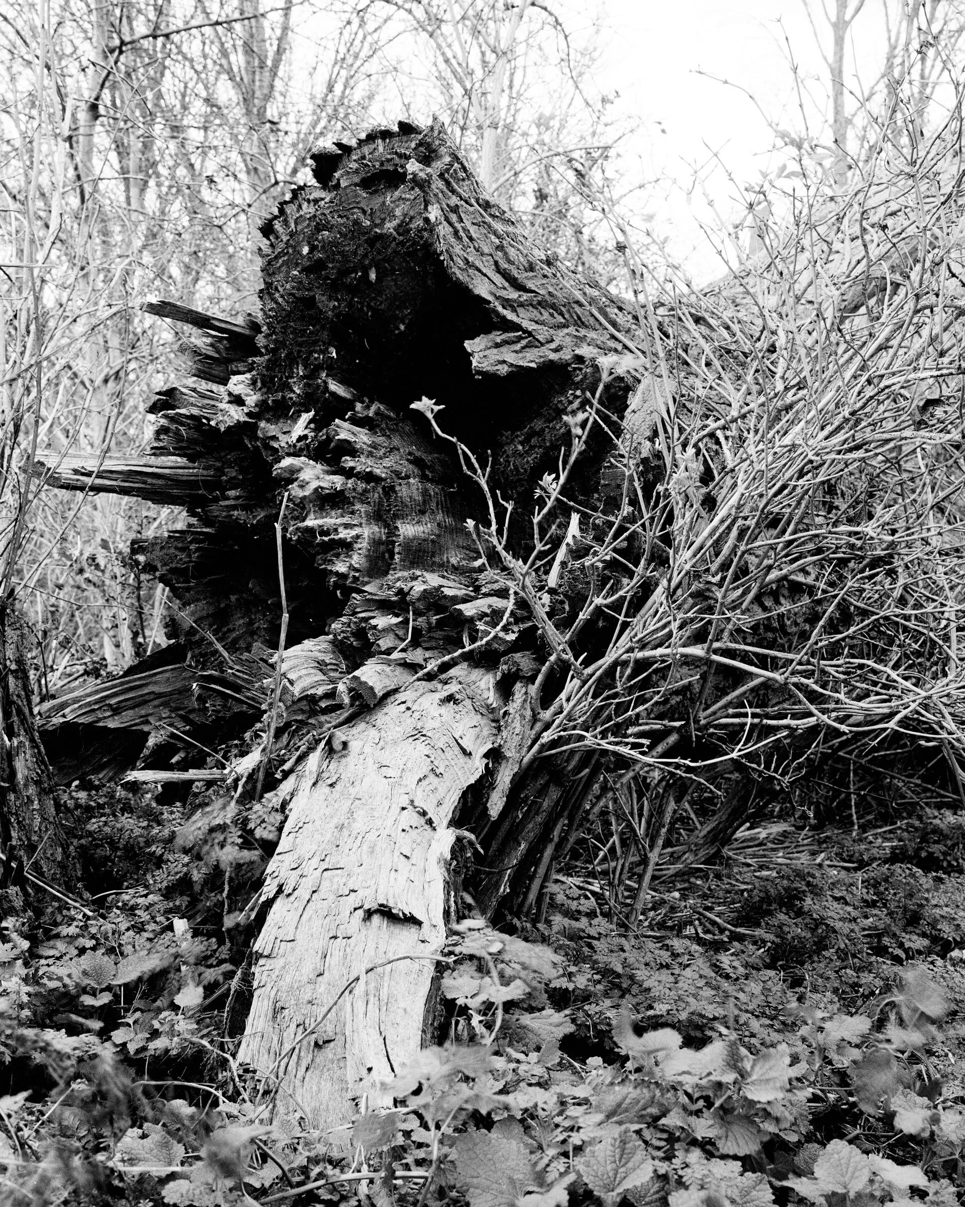 Black and white image of the core of a fallen tree