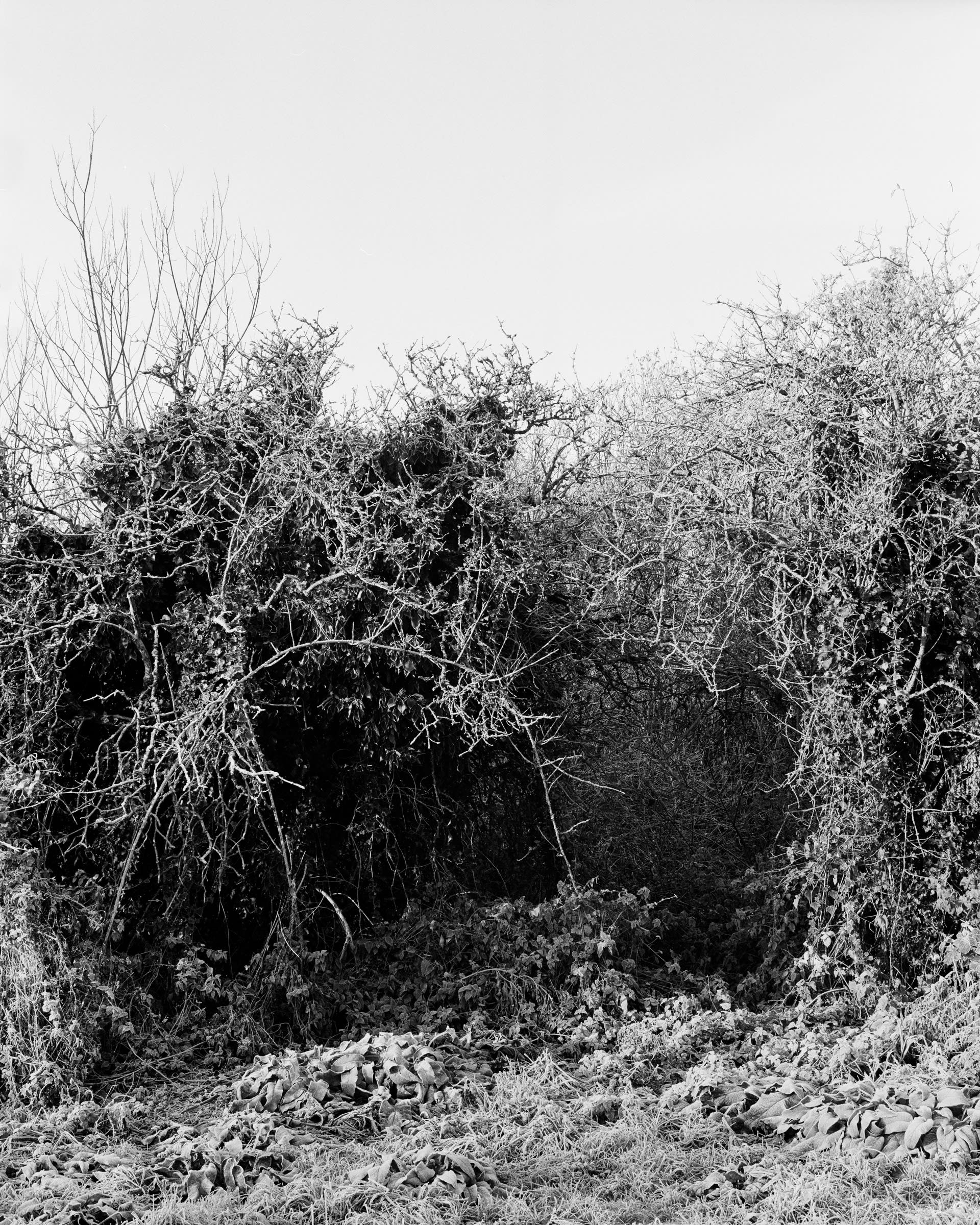 Black and white image of a portal of wild branches encrusted by snow