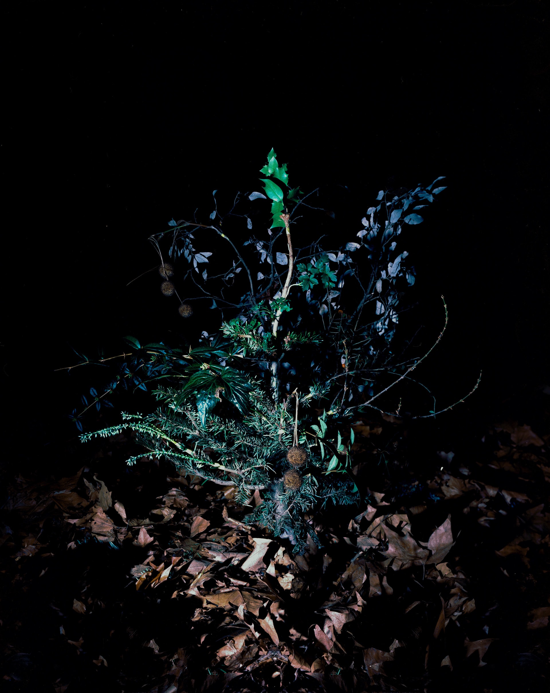 False Evidence of Plants, media item 3