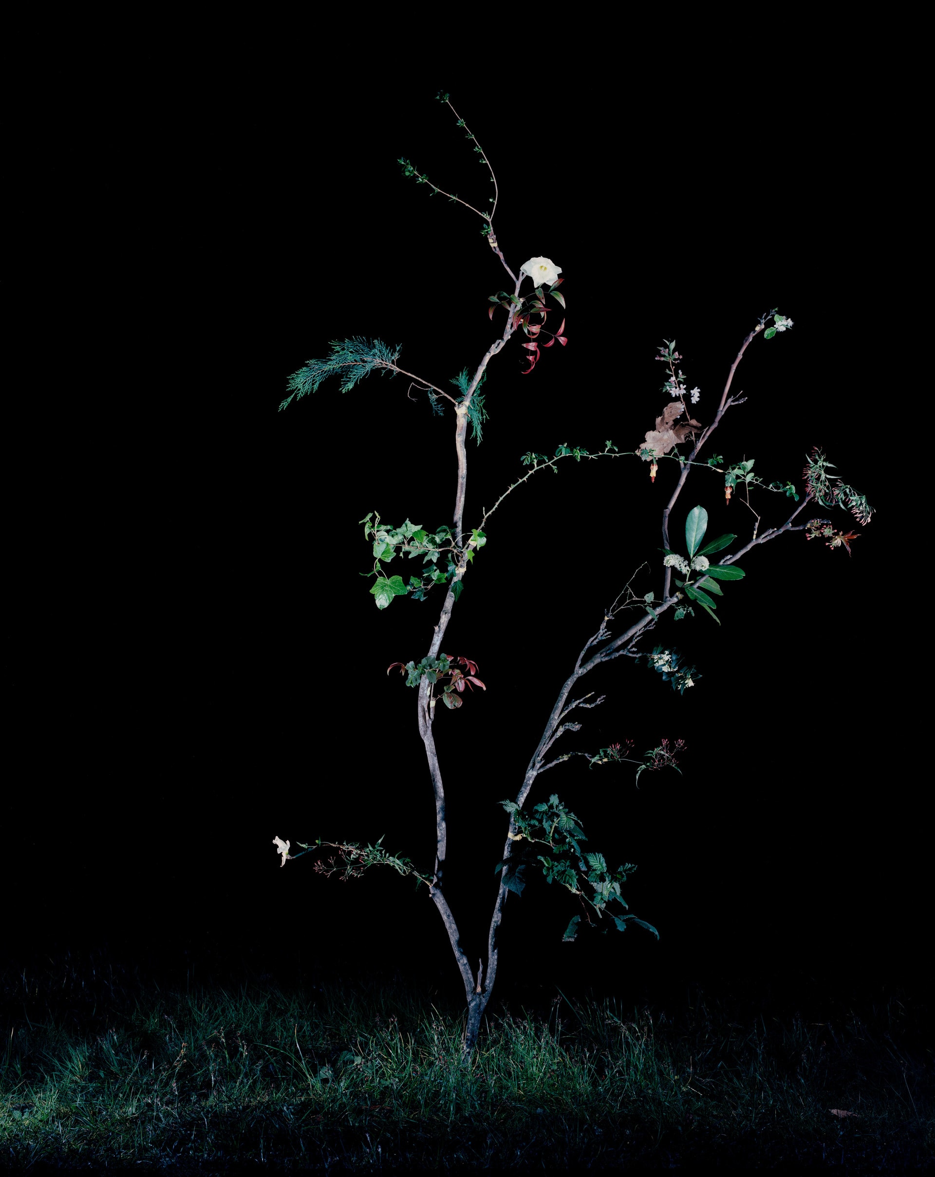 False Evidence of Plants, media item 1