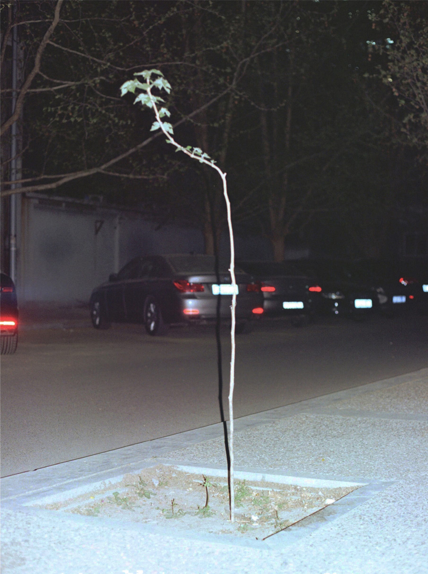 A little tree near my home possibly inspired Mantoto.