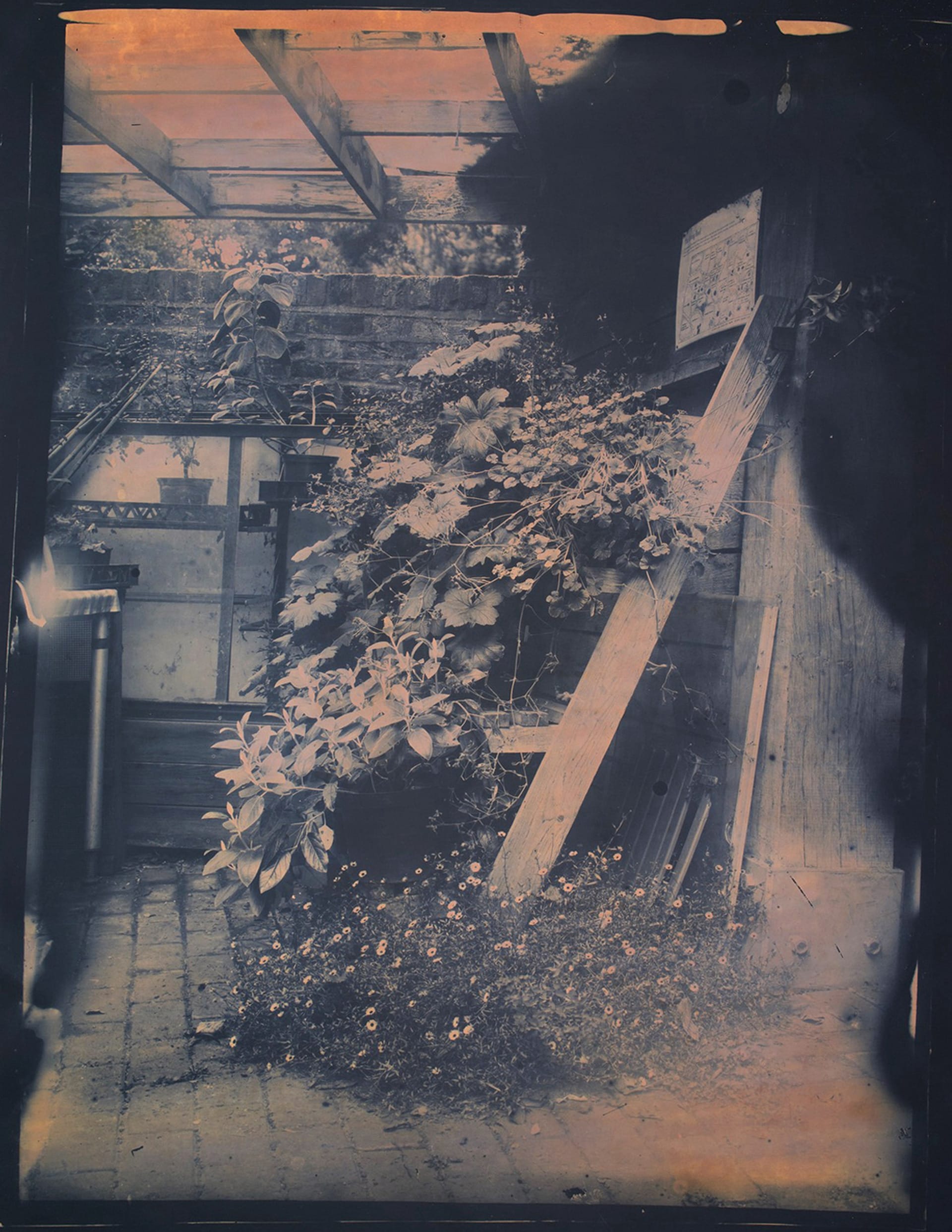 black and white photograph of cascading plants that has a deep pink tint over the entire print