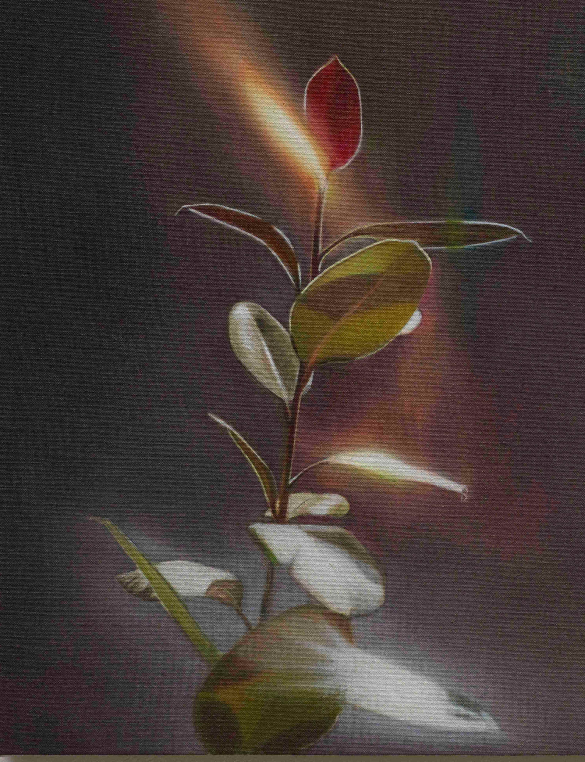 a rubber plant with glowing leaves on a dark grey background