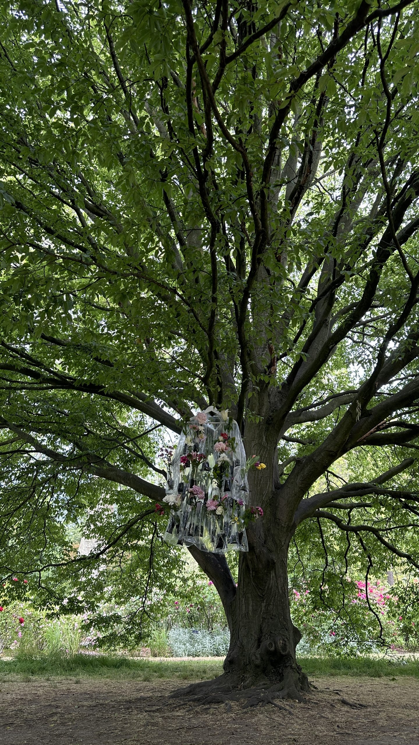 Installation hanging from a tree