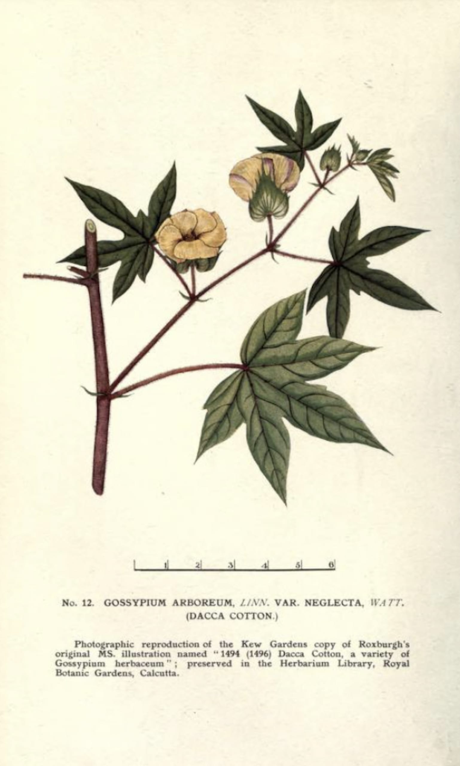 page from a botanical book by George Watt, 1907.