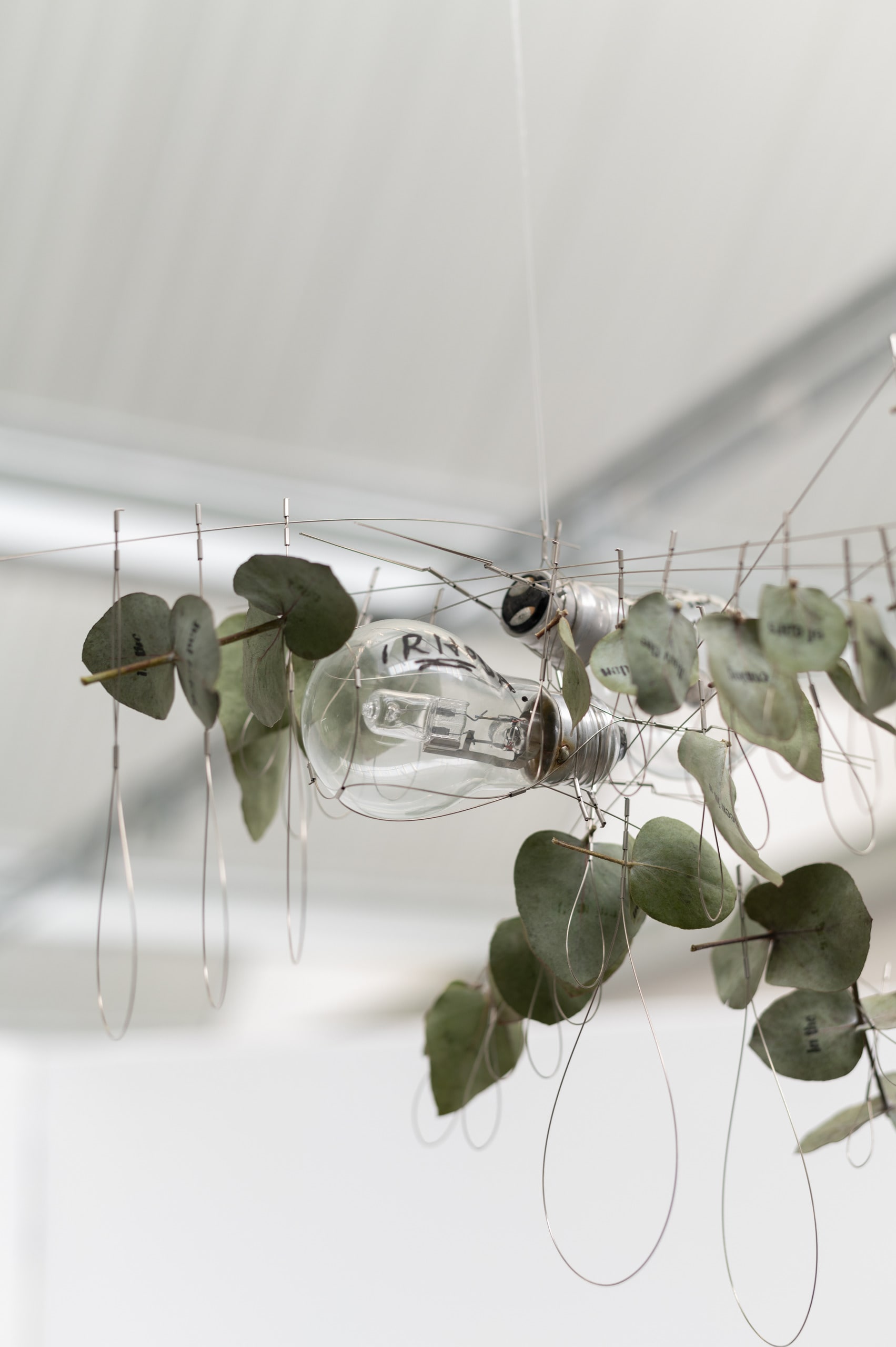 'Like a blade seen in a dream’, Light bulb, stainless steel wire/tube, eucalyptus leaves