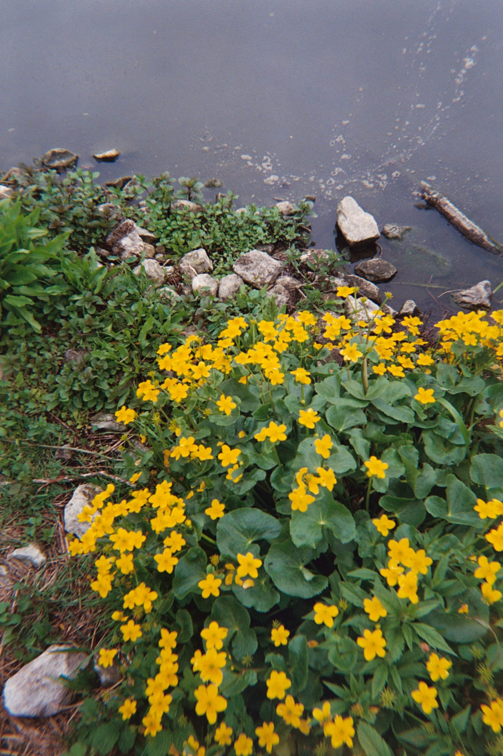 Marsh marigold and water detail in Walthamstow wetlands